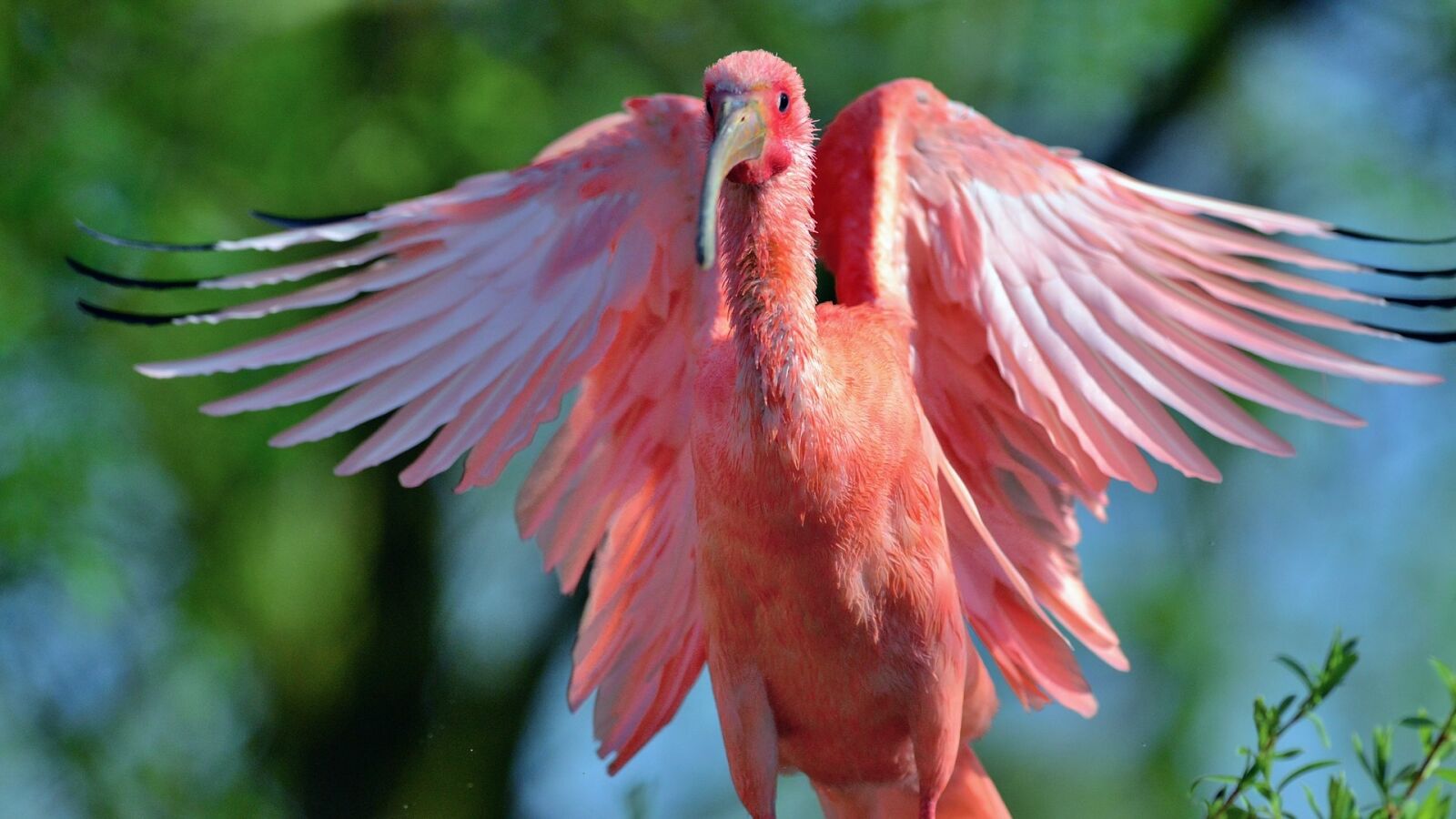 Nikon D800E sample photo. Pelikan, red bird, bird photography
