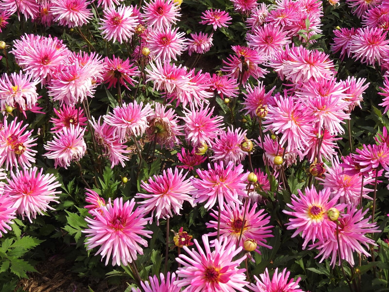 Nikon Coolpix P900 sample photo. Garden, flower, summer flowers photography