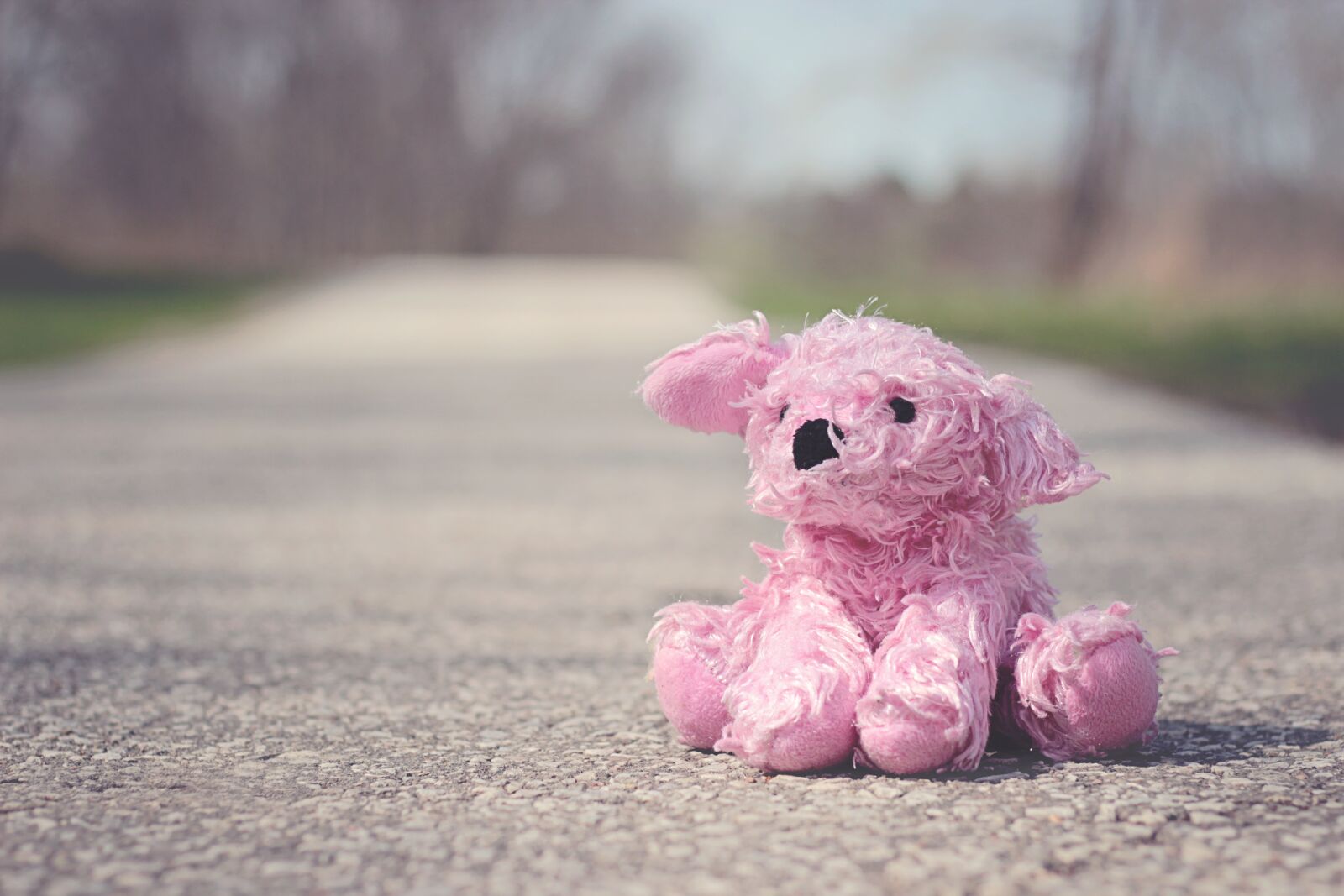 Canon EOS 600D (Rebel EOS T3i / EOS Kiss X5) sample photo. Toy, pink, bear photography