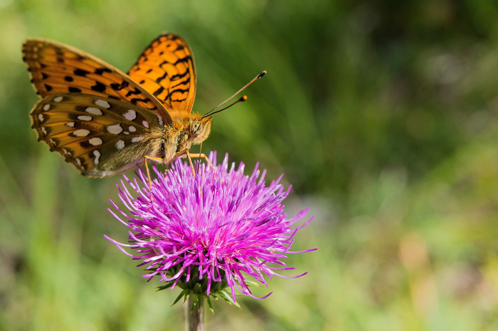 Nikon D7200 sample photo. Butterfly, flower, blossom photography