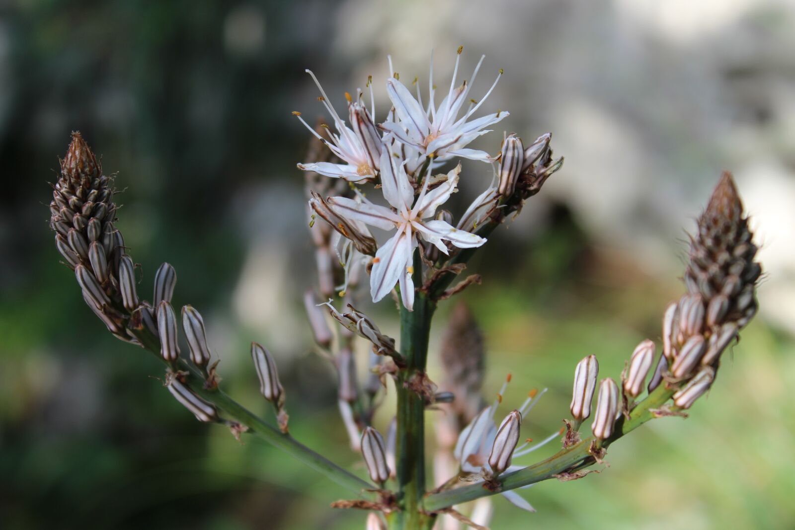 Canon EOS 700D (EOS Rebel T5i / EOS Kiss X7i) sample photo. Flower, nature, garden photography