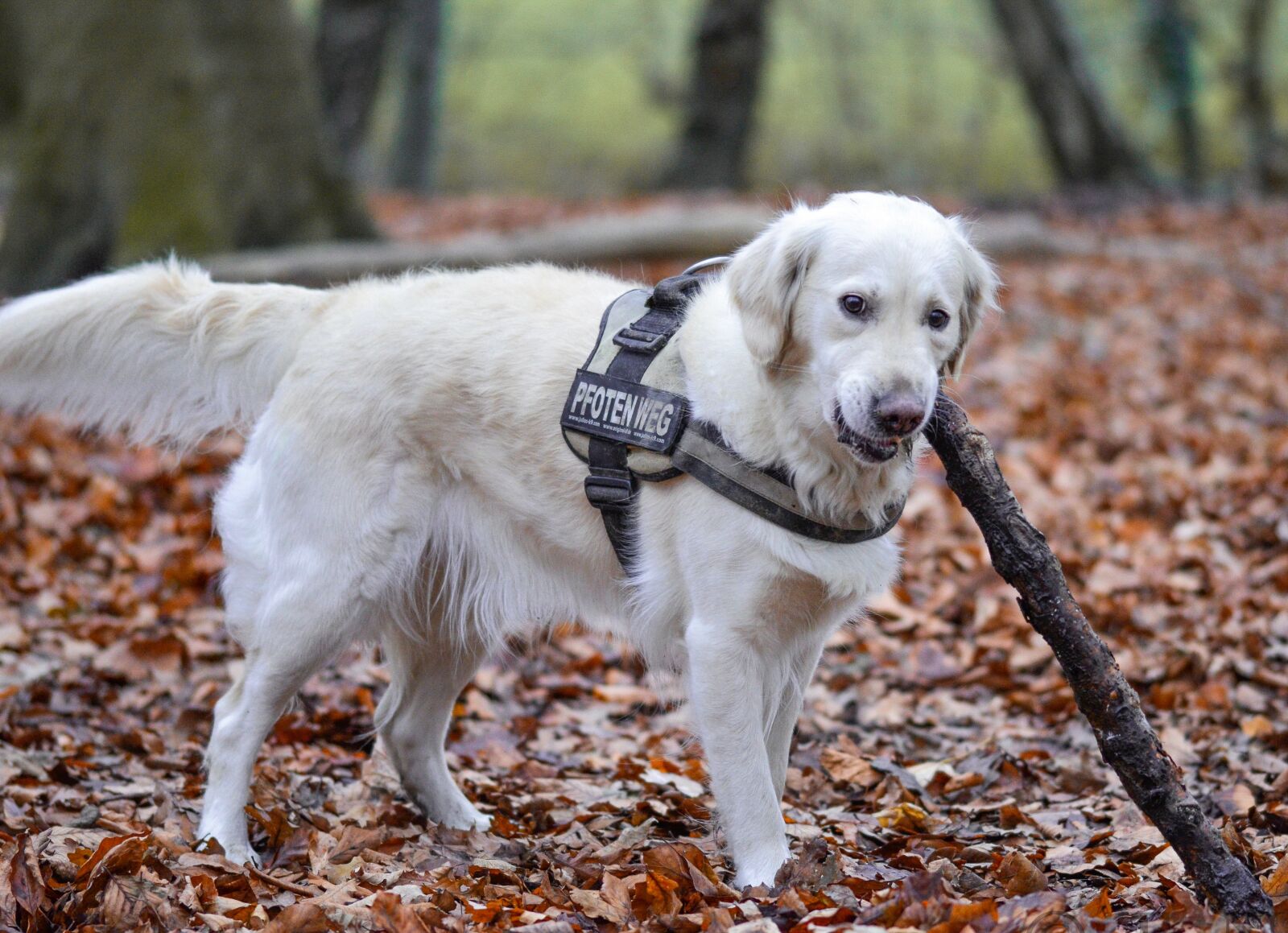 Nikon D5100 sample photo. Golden retriever, dog, animal photography