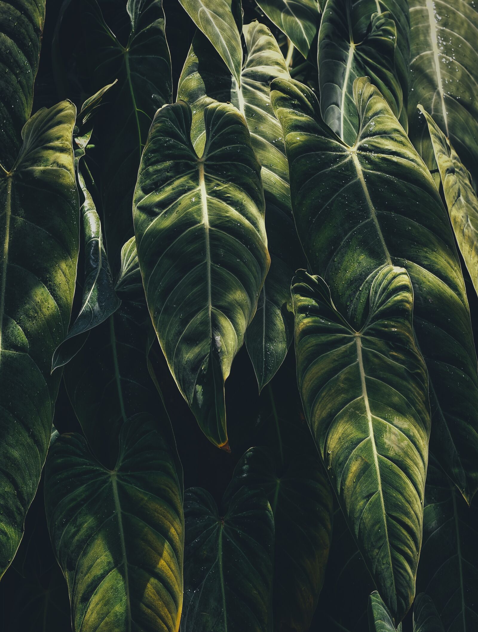 Nikon D4S sample photo. Green, leaves, nature photography
