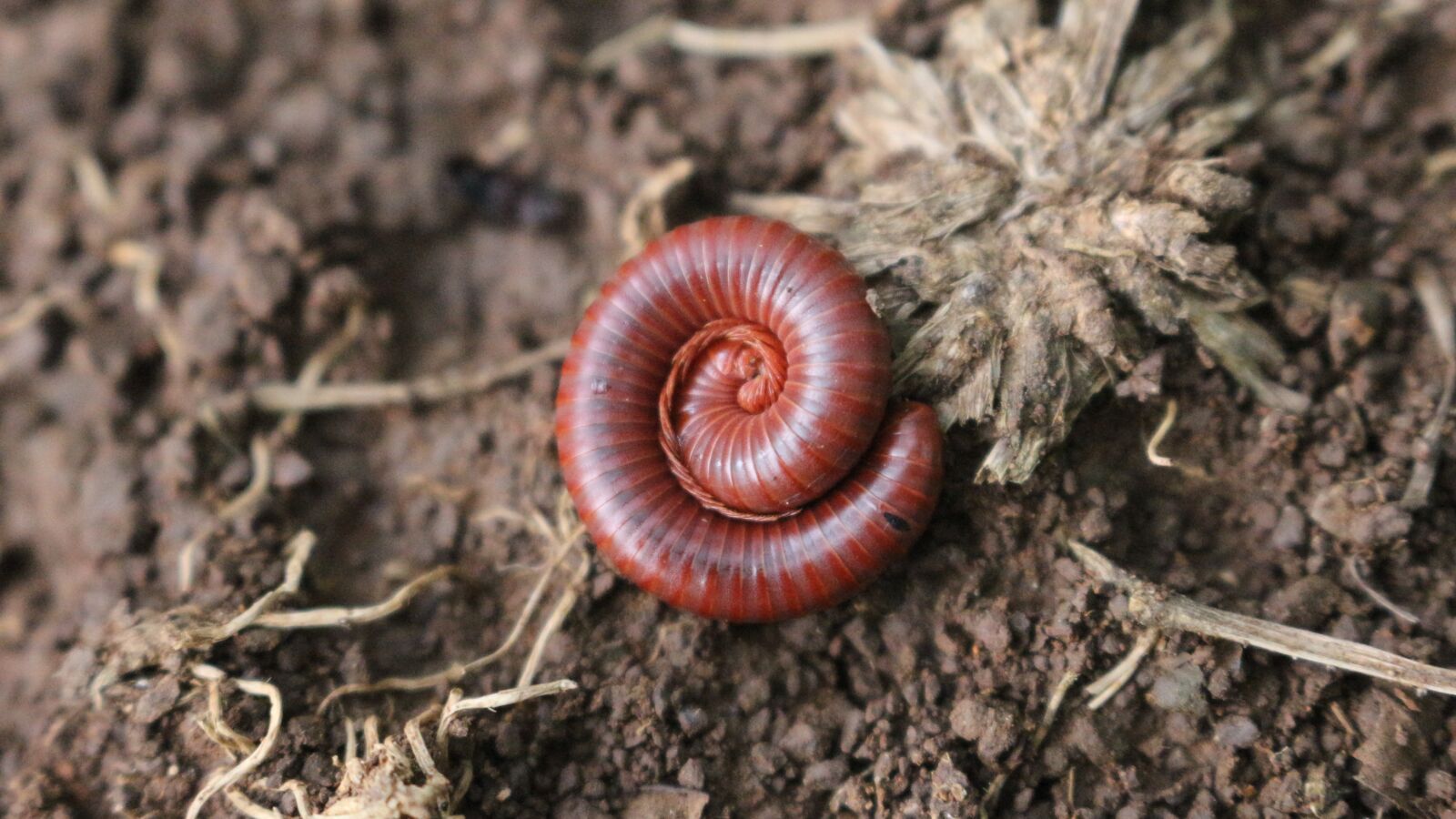 Canon EOS 700D (EOS Rebel T5i / EOS Kiss X7i) sample photo. Animal, nature, forest photography