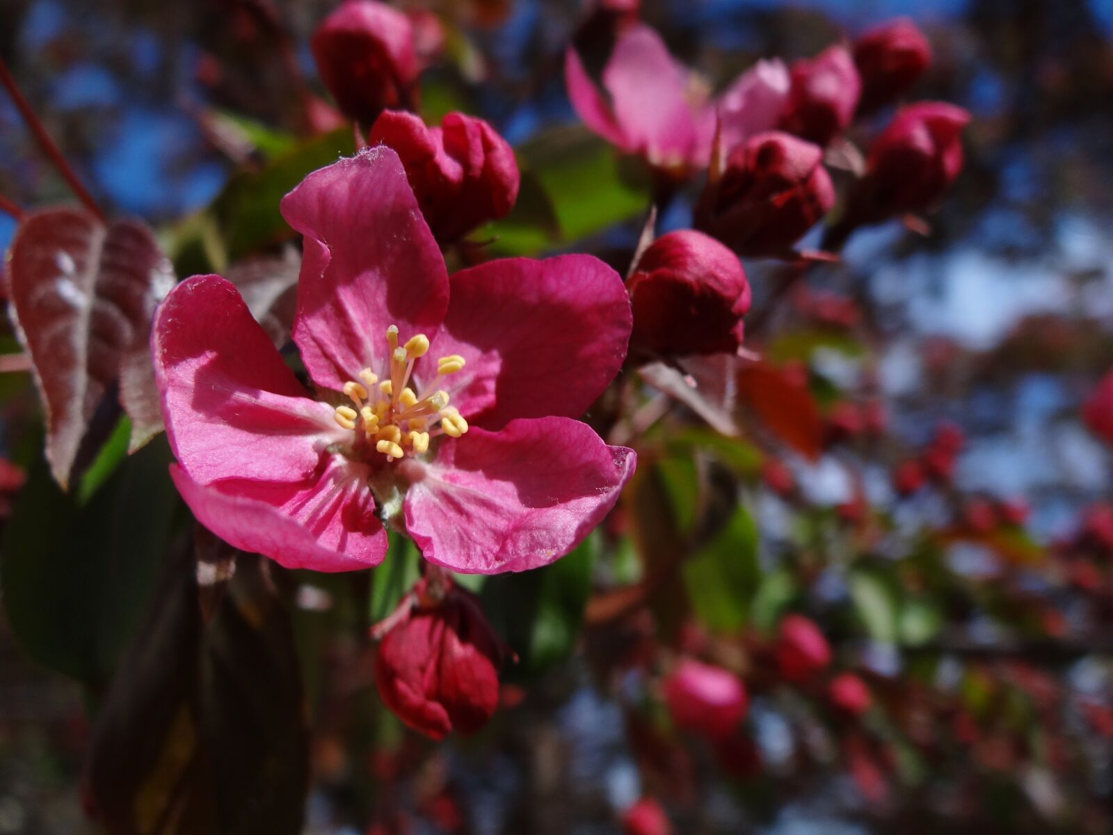 Sony Cyber-shot DSC-HX100V sample photo. Apple blossom, flowers, blossom photography