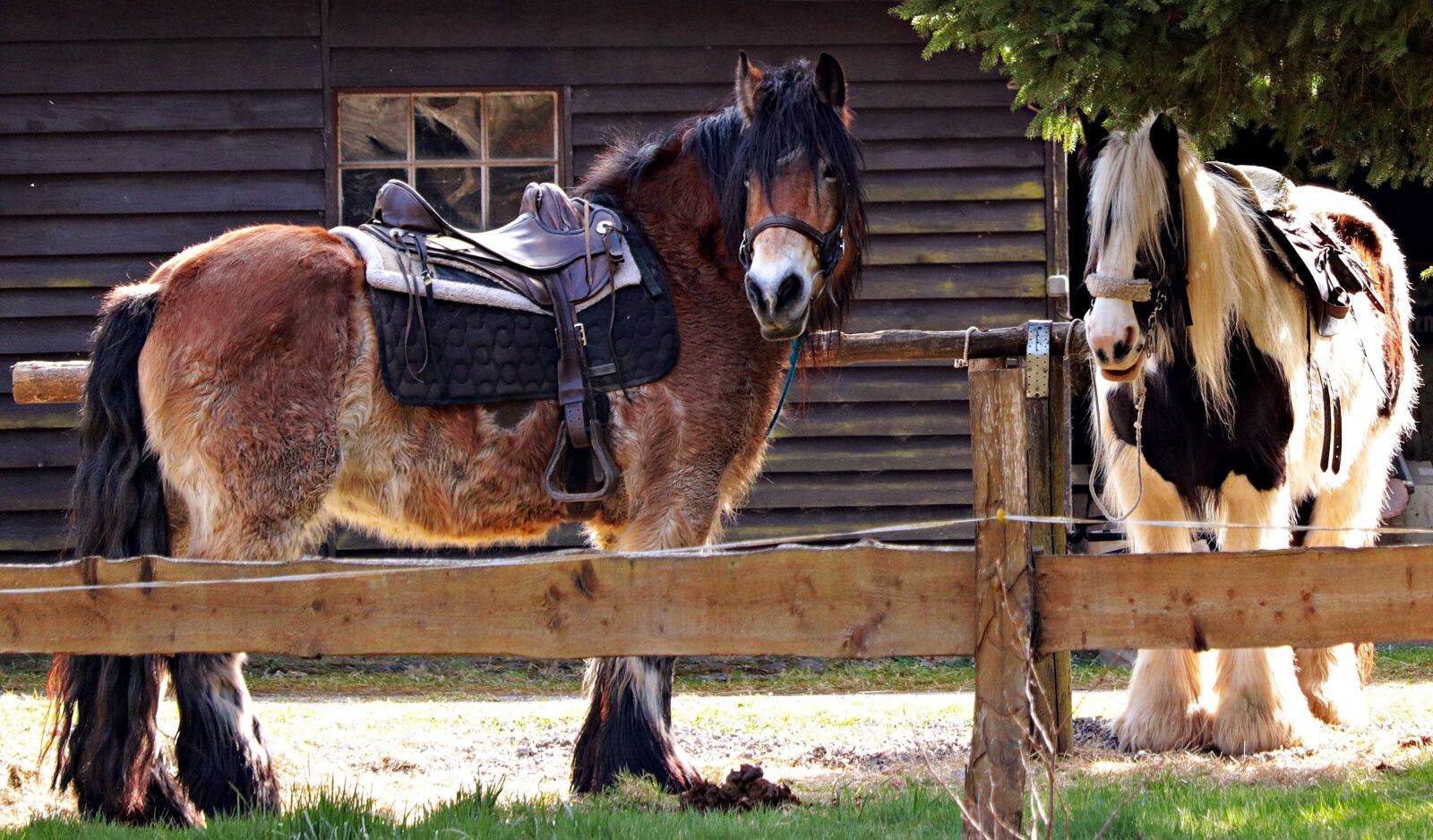 Canon EOS 80D sample photo. Horses, rest, saddle photography