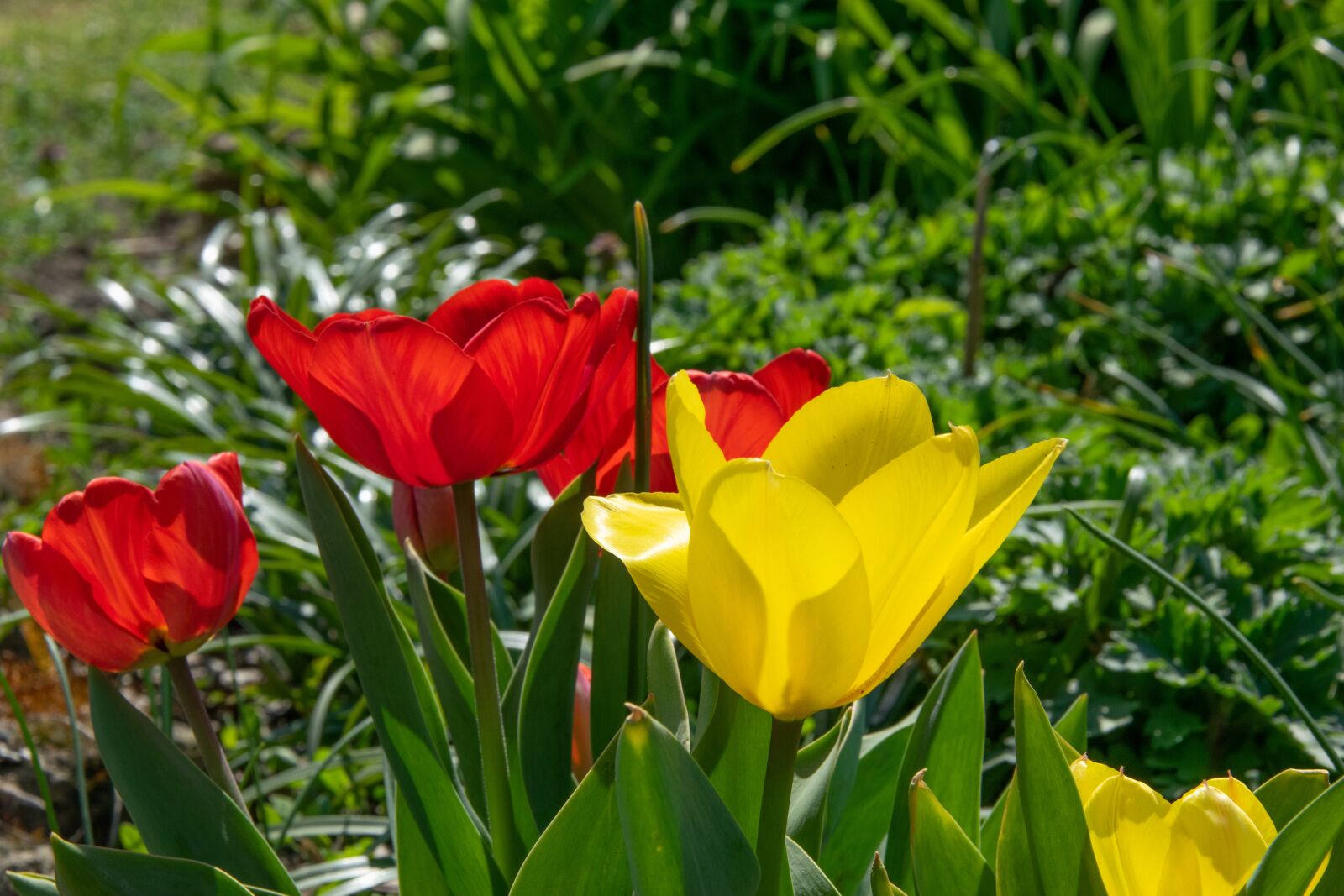 Nikon D3300 sample photo. Flower, garden, spring photography