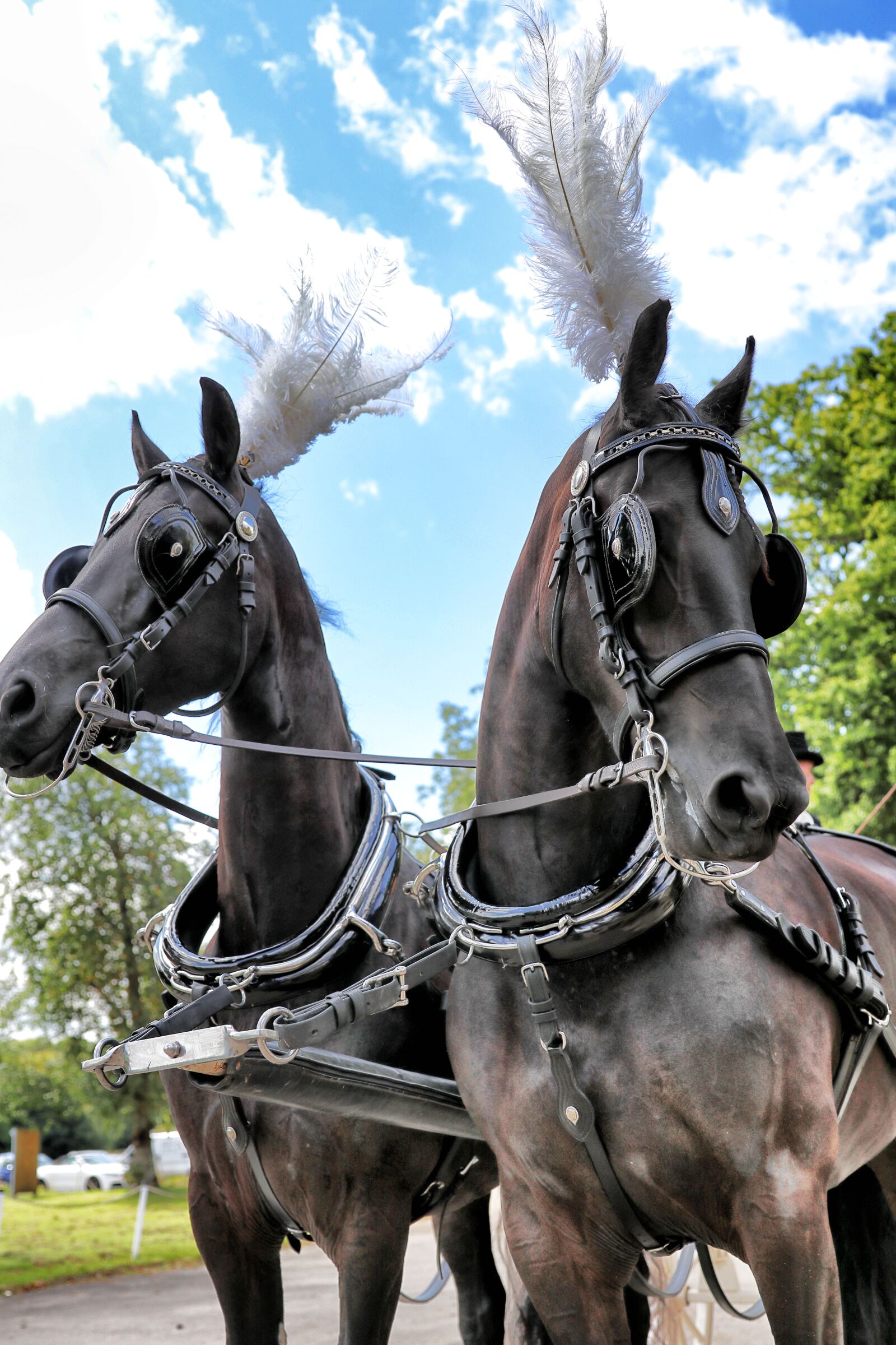 Canon EOS 80D sample photo. Horses, show, horses photography
