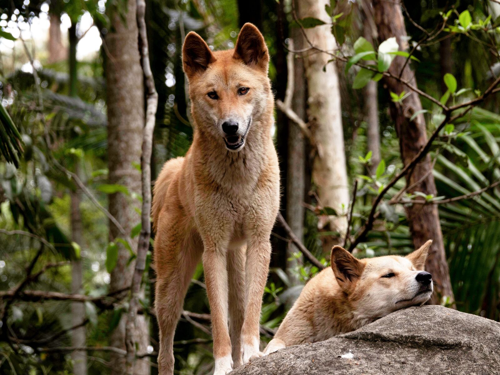 Sony Cyber-shot DSC-RX10 III sample photo. Dingoes, australia, wildlife photography