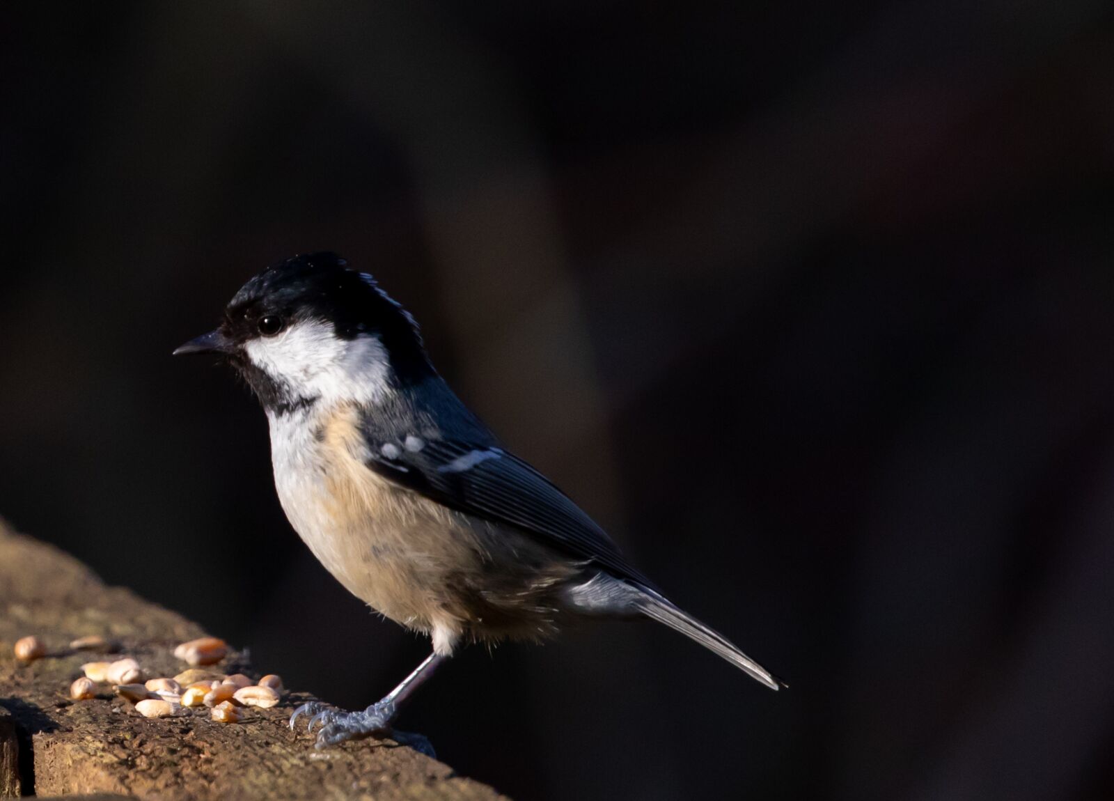 Canon EOS 7D Mark II sample photo. Coal tit, coaltit, feeding photography