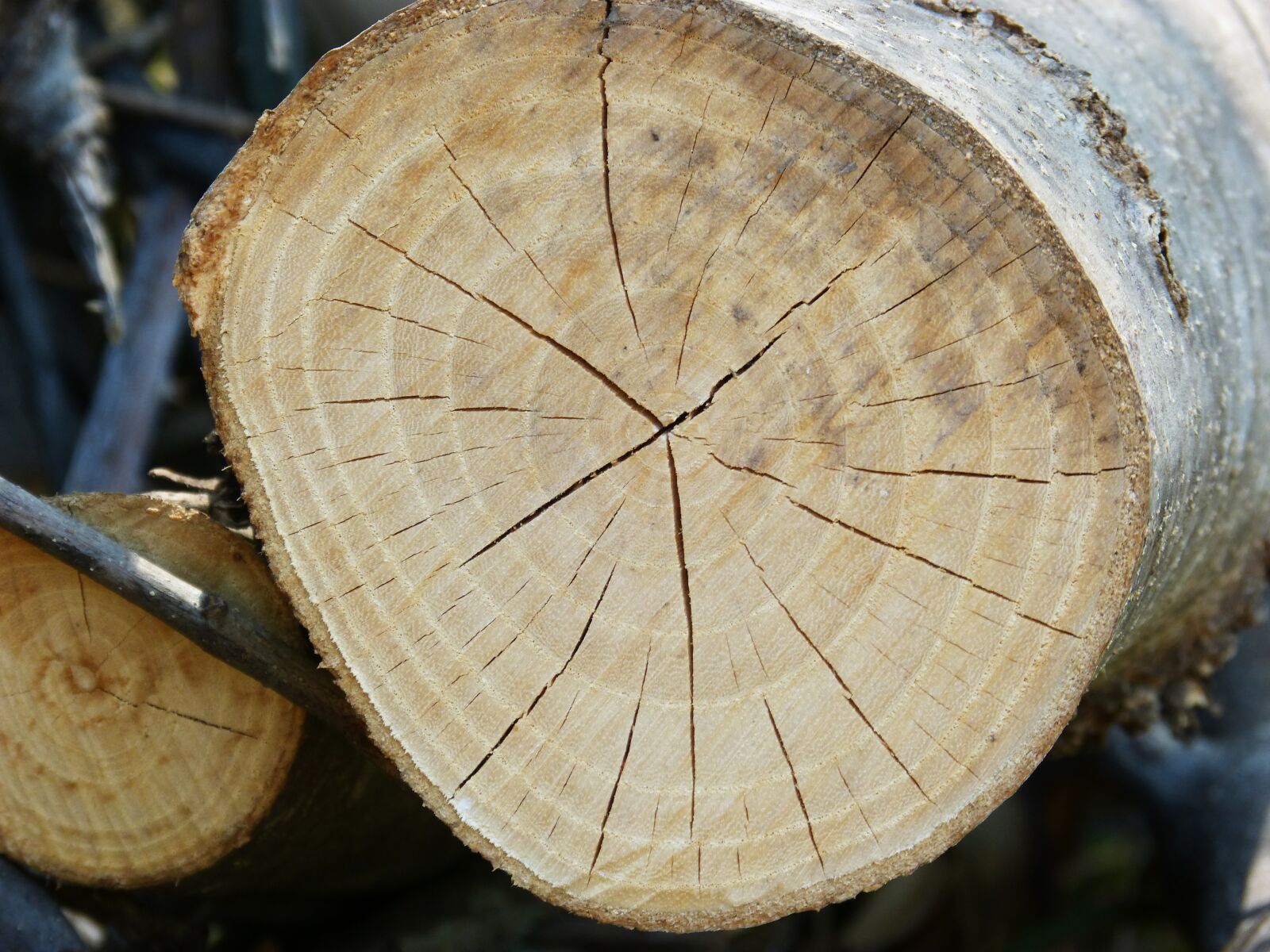 Panasonic DMC-FZ62 sample photo. Trunk, wood, cracks photography
