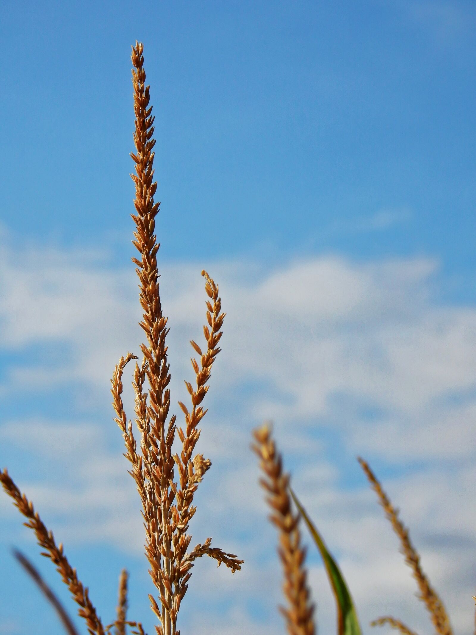 Nikon Coolpix P900 sample photo. Corn, mais imitate, ear photography