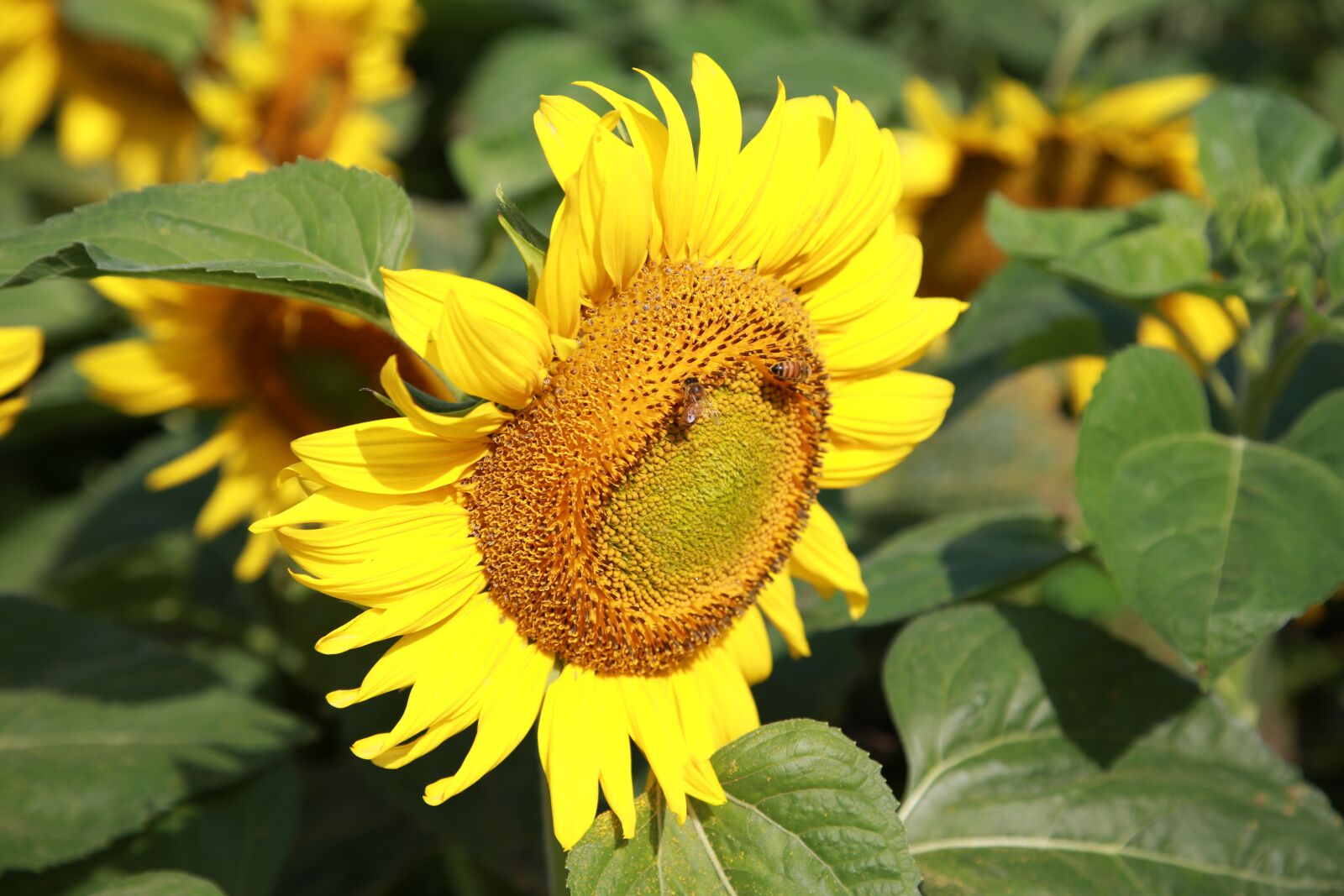 Canon EOS 6D + Canon EF 24-105mm F4L IS USM sample photo. Sunflower, flowers, nature photography