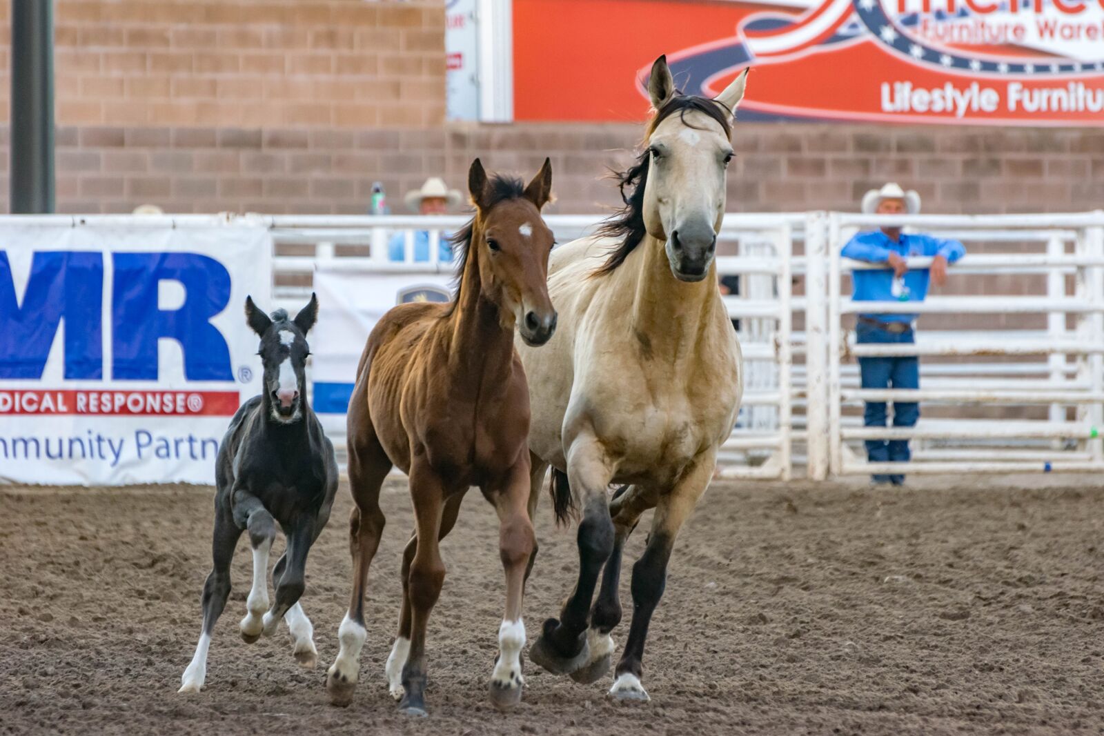 Nikon D5300 sample photo. Animals, cowboy, equine photography