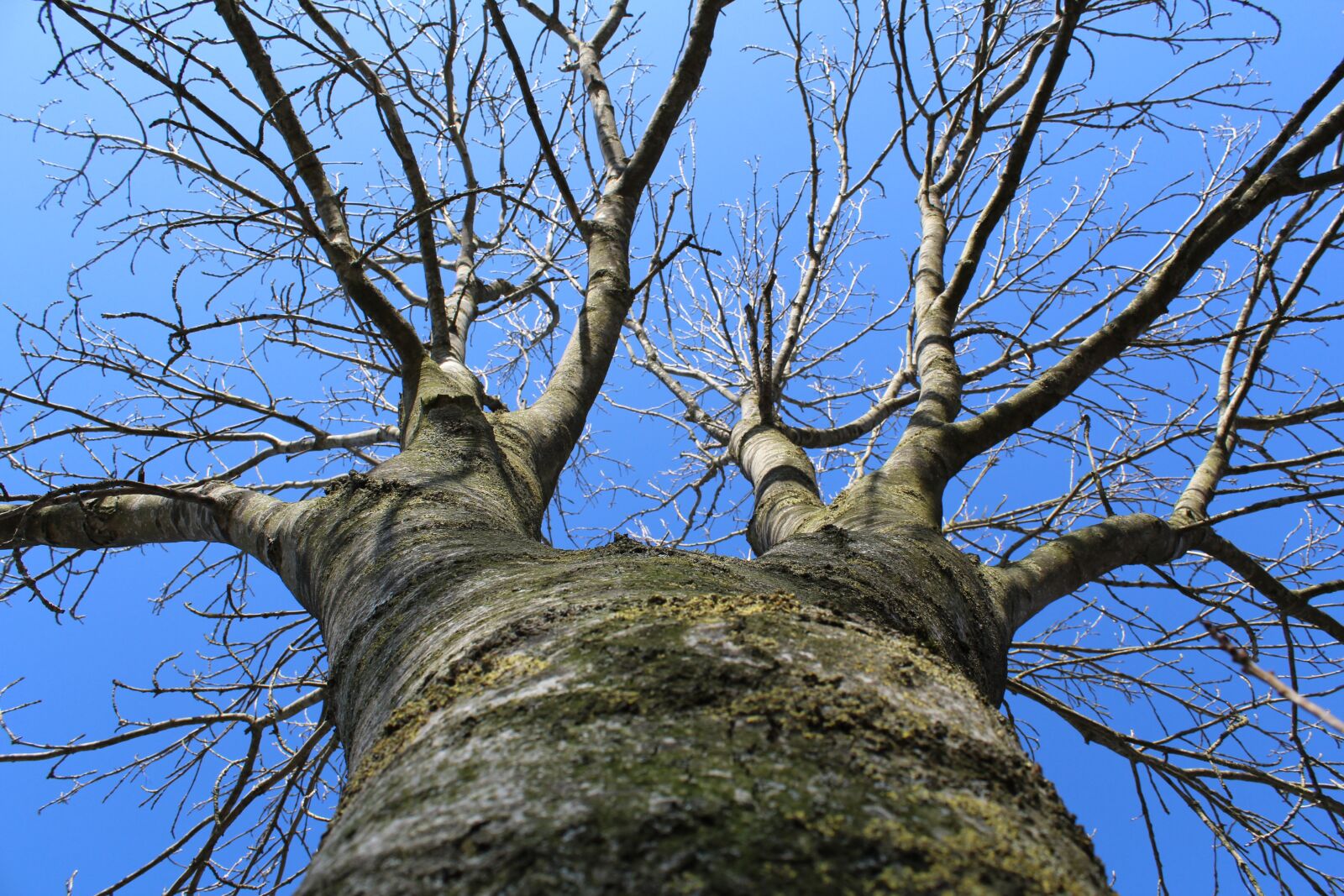 Canon EOS 600D (Rebel EOS T3i / EOS Kiss X5) sample photo. Tree, winter, sky photography