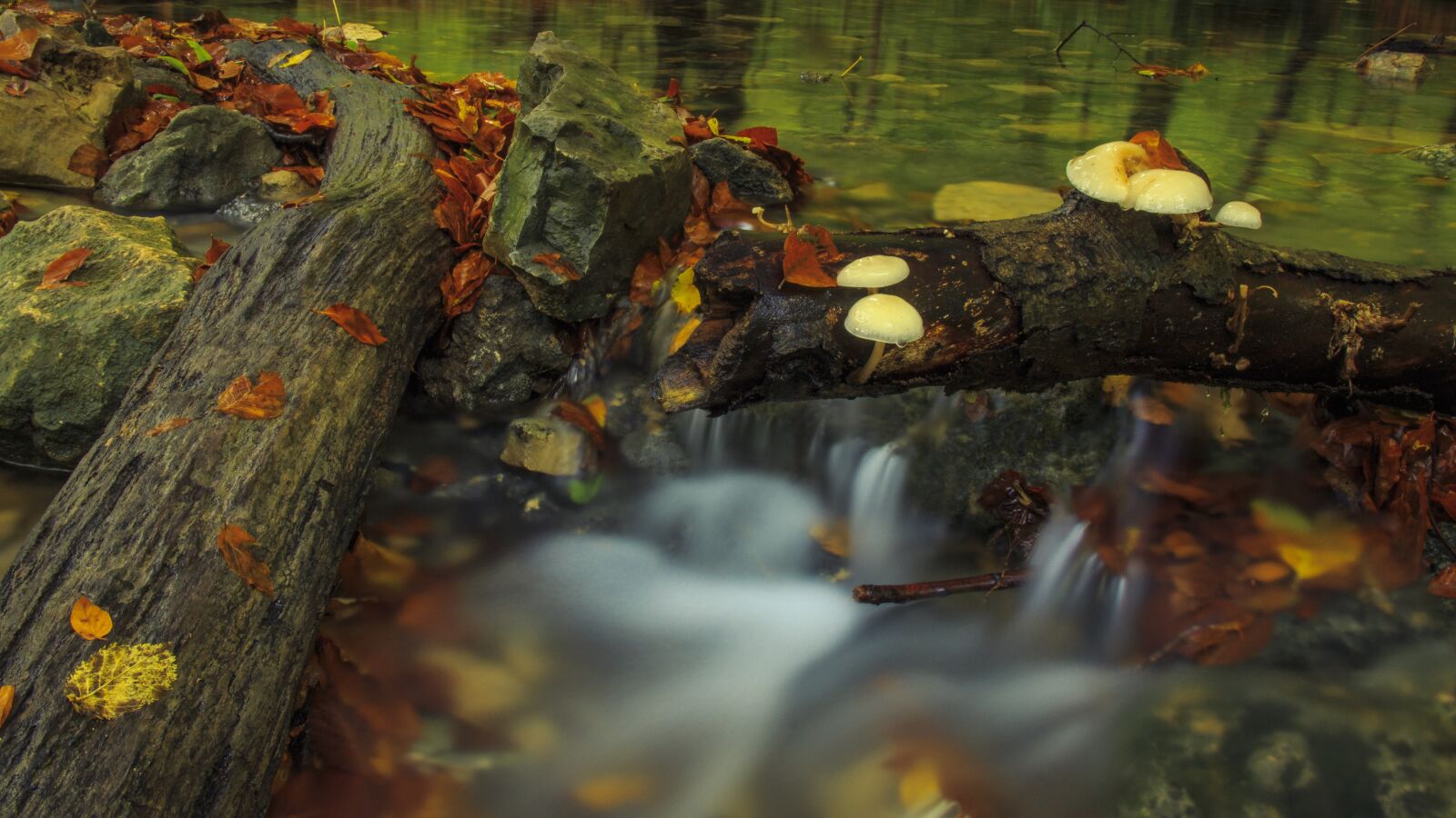 Canon EOS 650D (EOS Rebel T4i / EOS Kiss X6i) sample photo. Bach leek, mushrooms, log photography