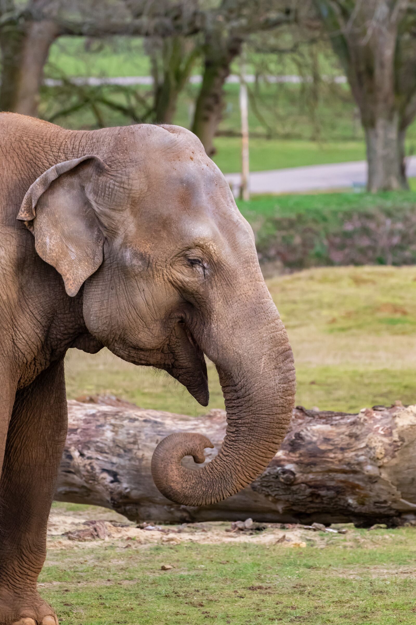 Canon EOS 7D Mark II sample photo. Indian elephant, elephants, male photography