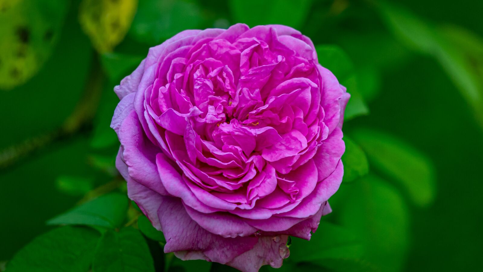 Sony a7 II + Sony E 55-210mm F4.5-6.3 OSS sample photo. Flower, rose, blossom photography