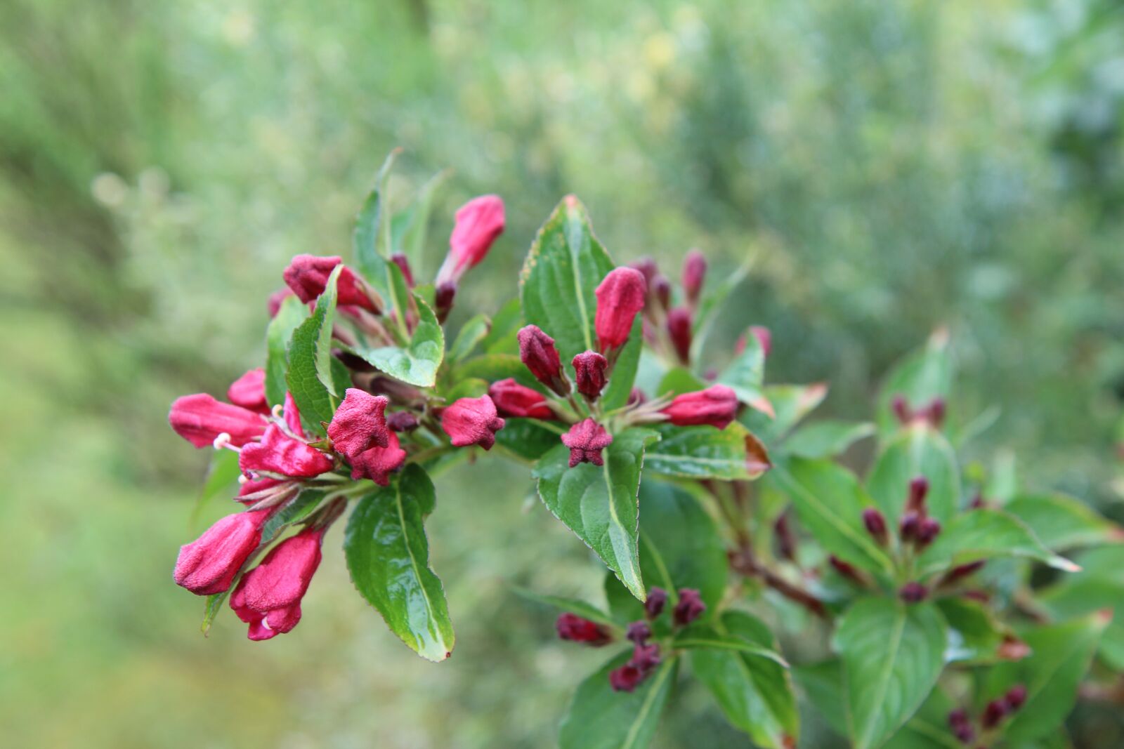 Canon EOS 600D (Rebel EOS T3i / EOS Kiss X5) sample photo. Vegelia, weig lia, vegelia photography