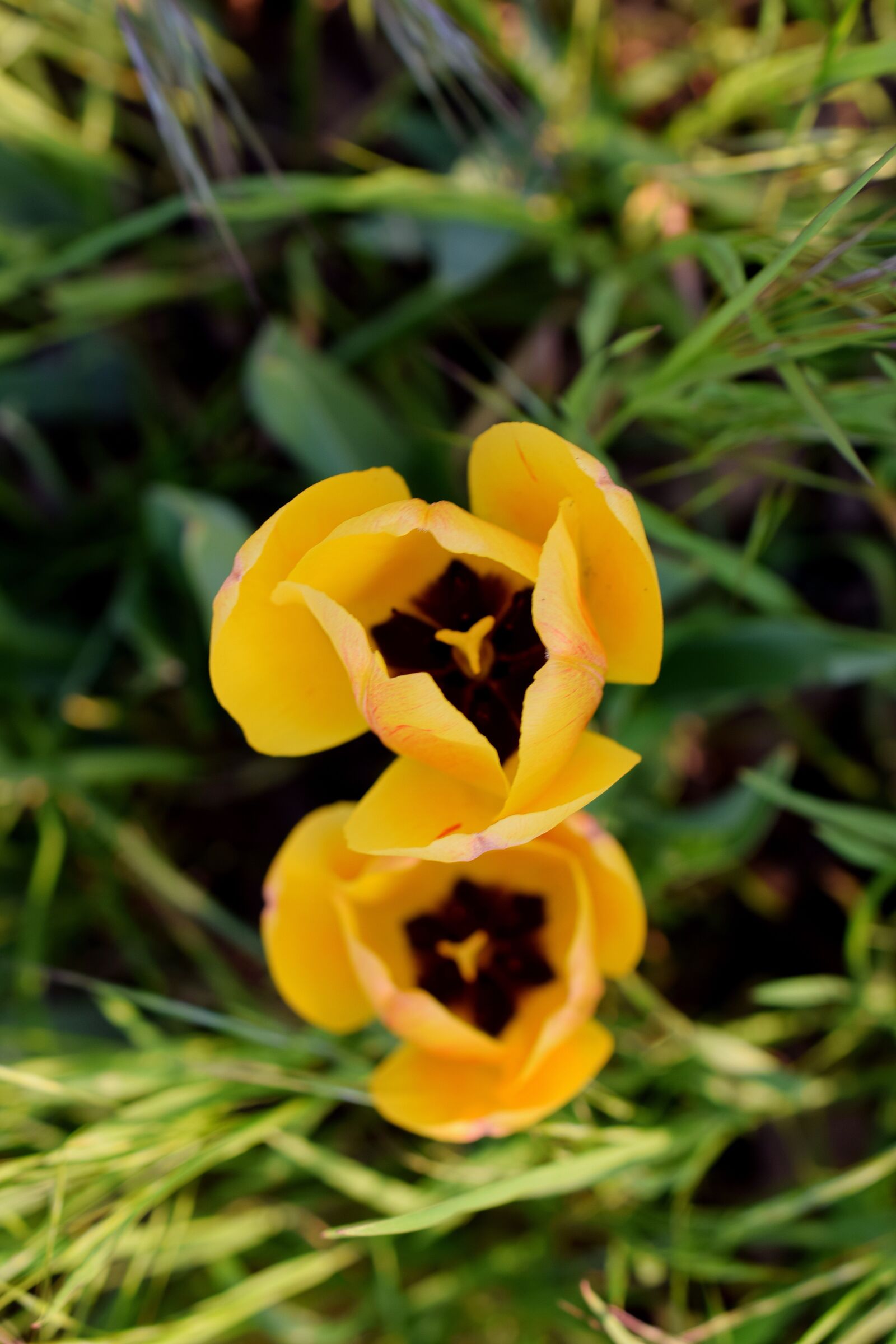 Nikon D5300 sample photo. Yellow tumor, tulips, flowers photography