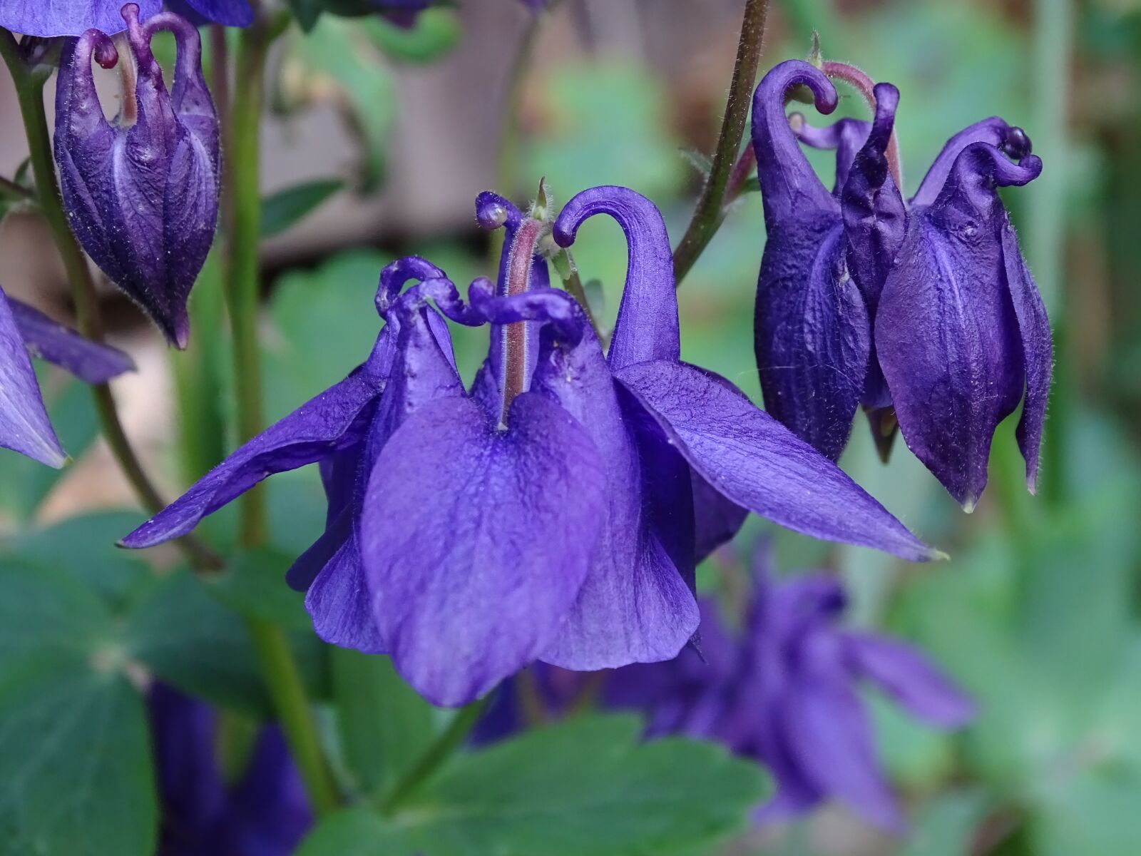Sony Cyber-shot DSC-HX400V sample photo. Columbine, columbine flower, common photography