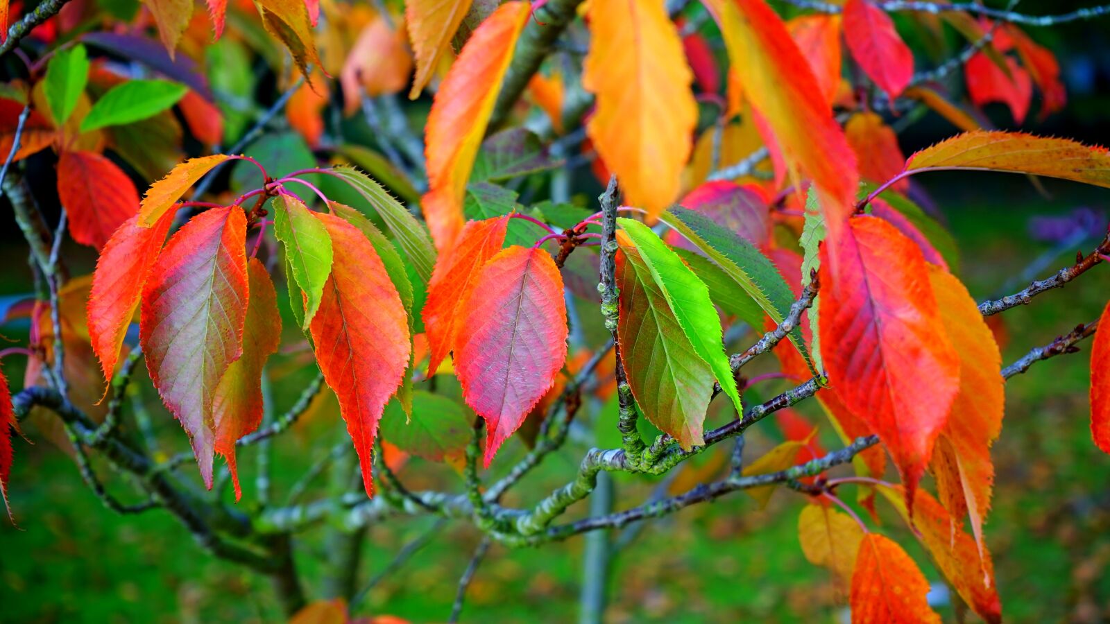 Sony a7 + Sony FE 28-70mm F3.5-5.6 OSS sample photo. Leaves, red, autumn photography