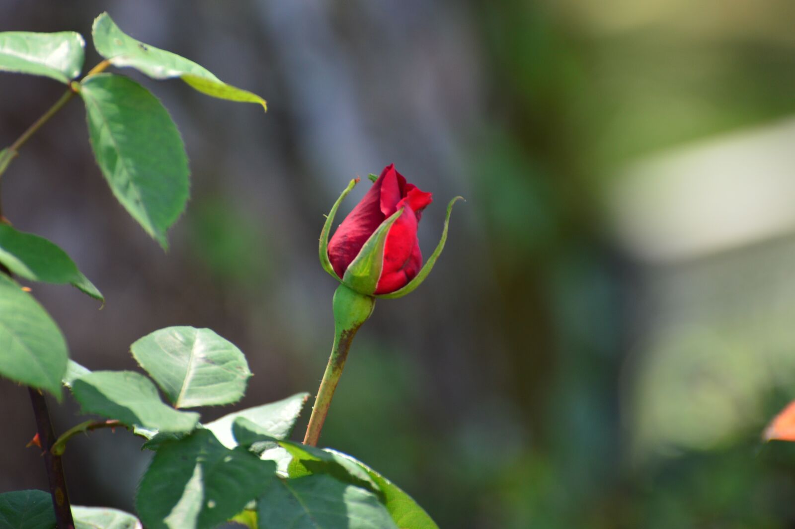 Nikon D3200 sample photo. Rose bud, rose, flower photography