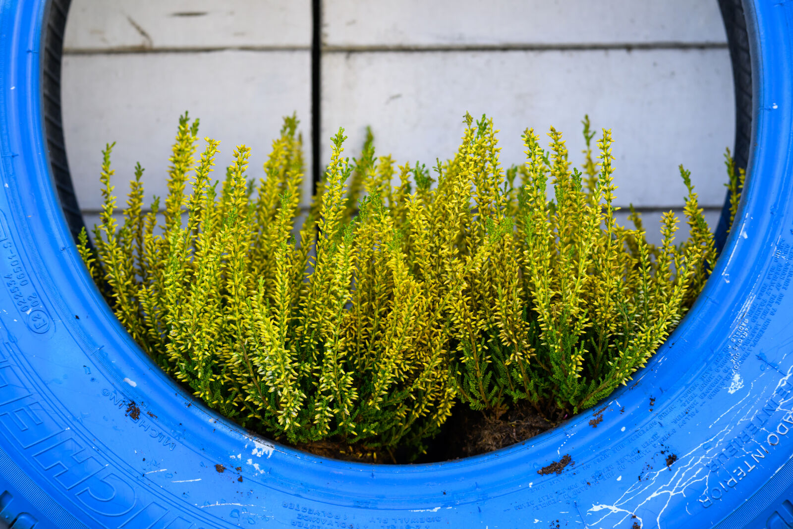 Nikon Z9 sample photo. Tire planting photography