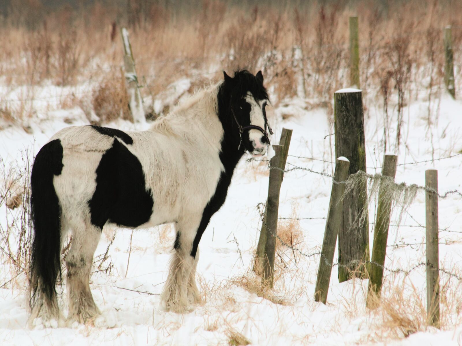 Canon EOS 550D (EOS Rebel T2i / EOS Kiss X4) sample photo. Agriculture, animal, cavalry, cold photography