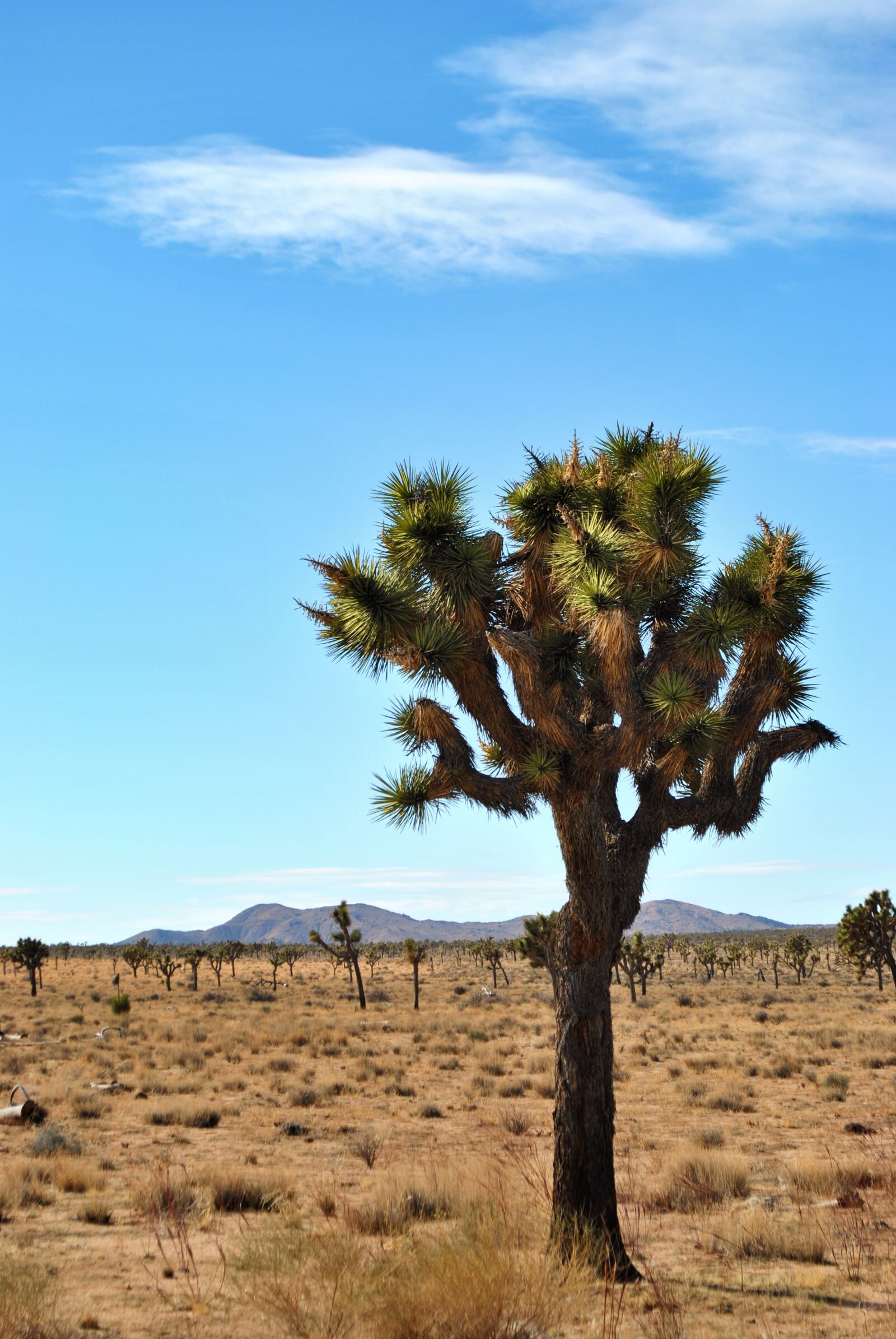 Nikon D3000 sample photo. Desert, nature, tree photography