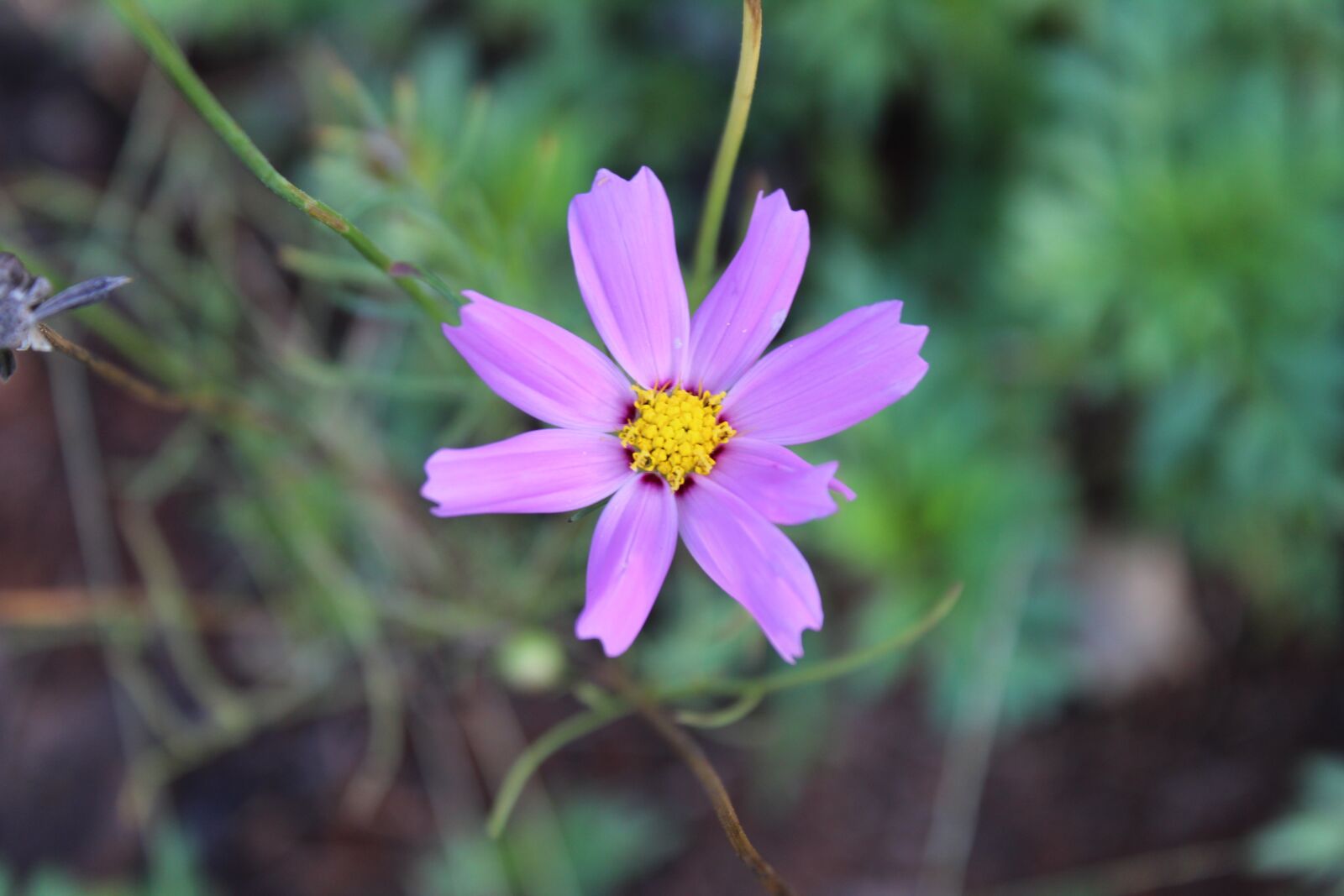 Canon EOS 1300D (EOS Rebel T6 / EOS Kiss X80) sample photo. Flower, small flower, purple photography