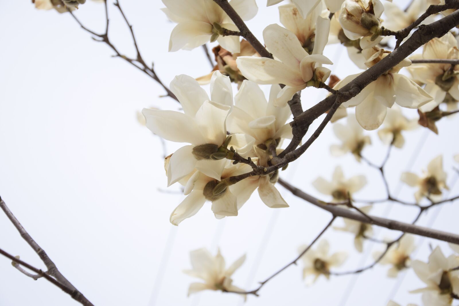 Nikon D5300 sample photo. The scenery, flowers, white photography