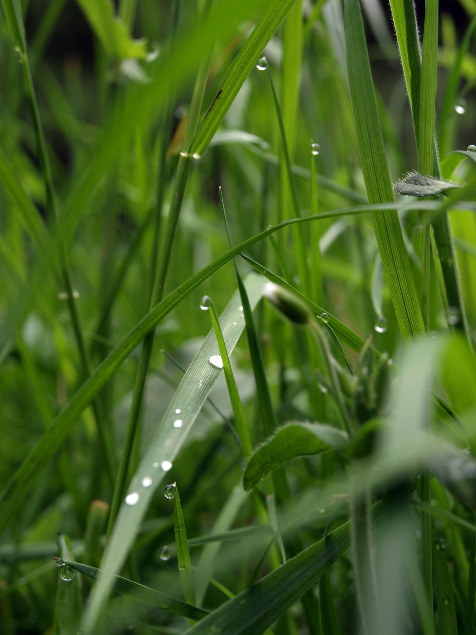 Olympus E-510 (EVOLT E-510) sample photo. Grass, meadow, nature photography