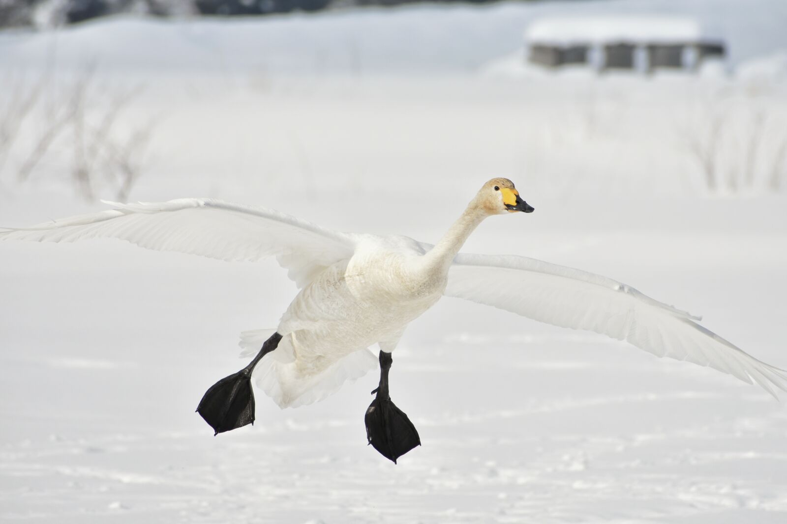 Nikon D7200 sample photo. Animal, bird, wild birds photography