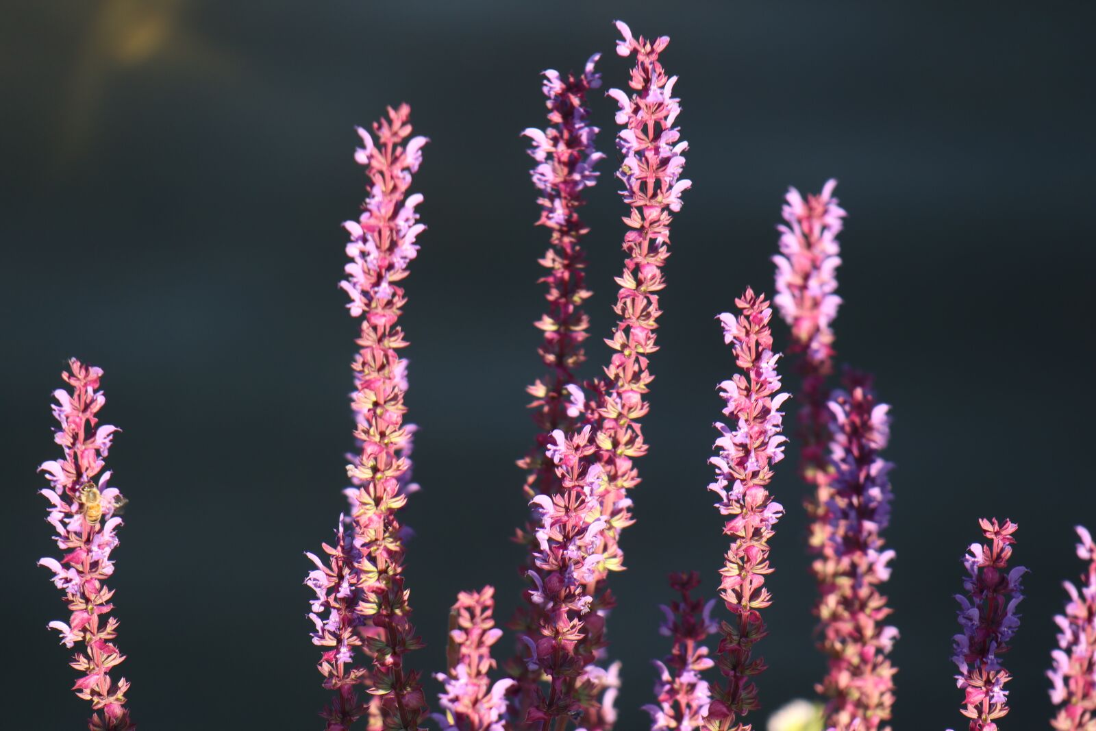 Canon EOS M6 sample photo. Plant, purple water, flowers photography