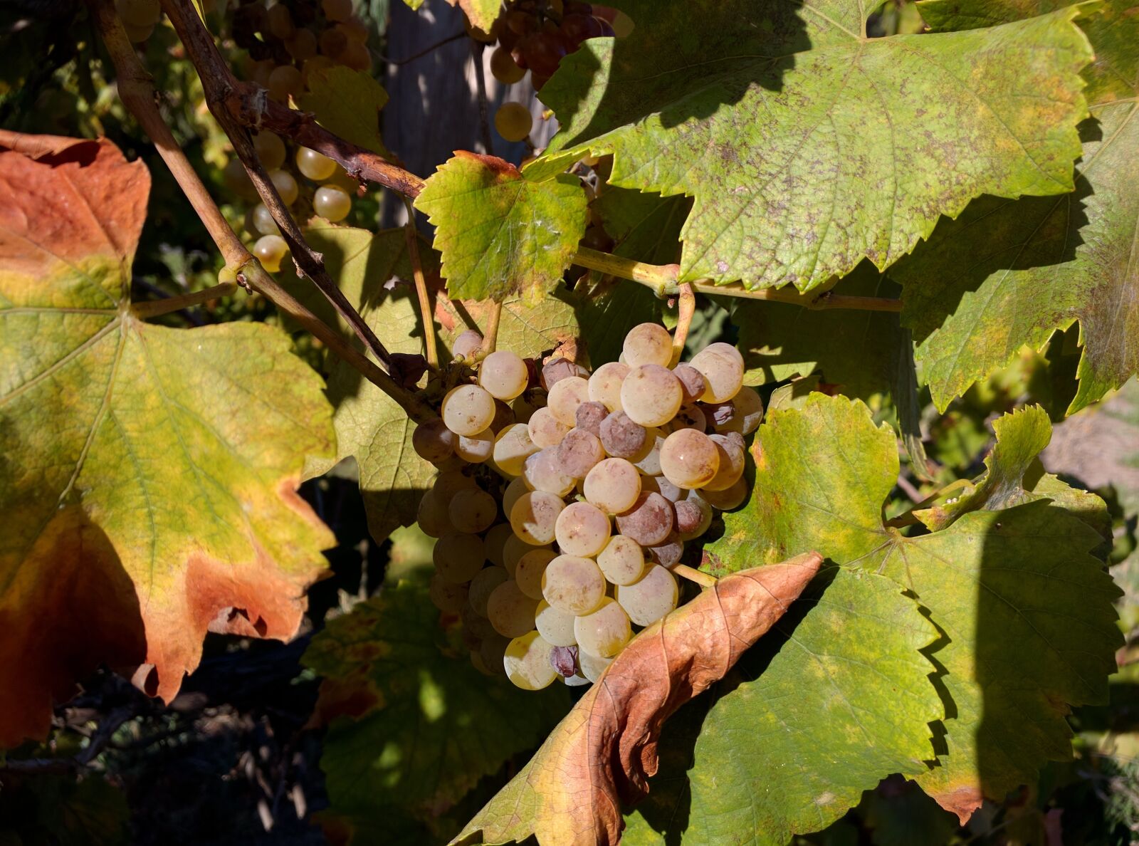 Motorola Nexus 6 sample photo. Wine, grapes, harvest photography