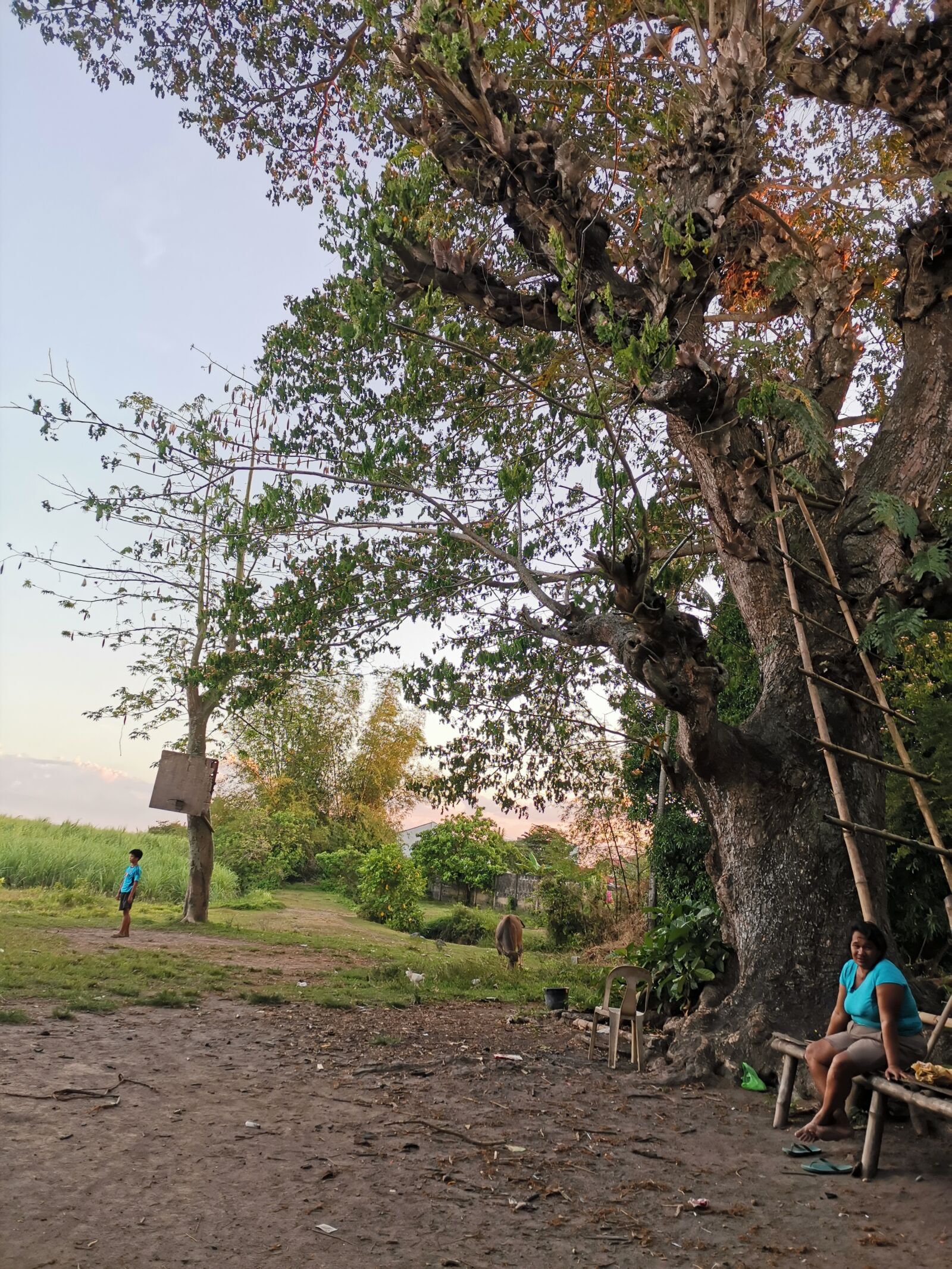 HUAWEI YAL-L21 sample photo. Tree, nature, simplicity photography