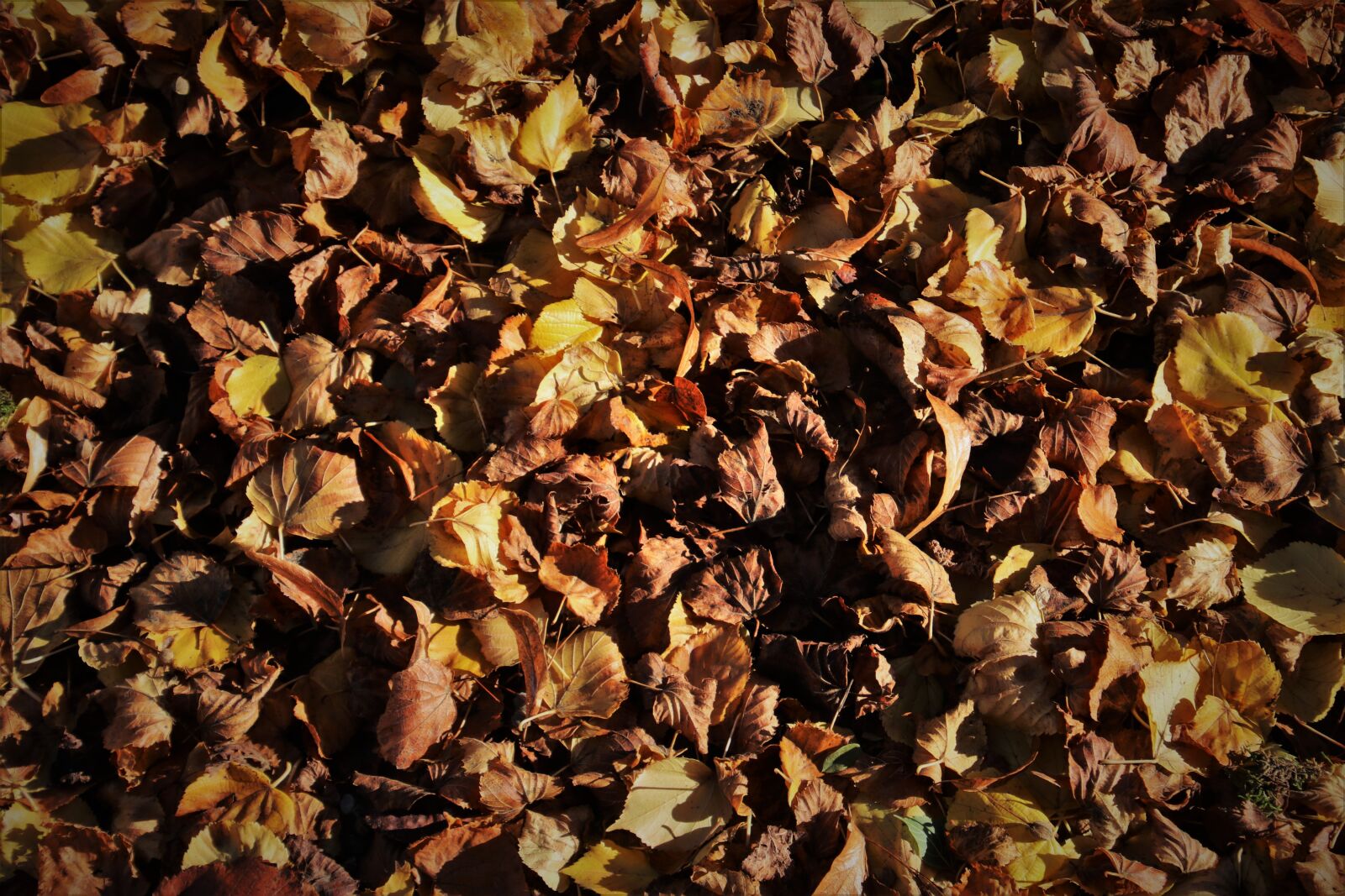 Canon EOS 80D sample photo. A carpet of leaves photography