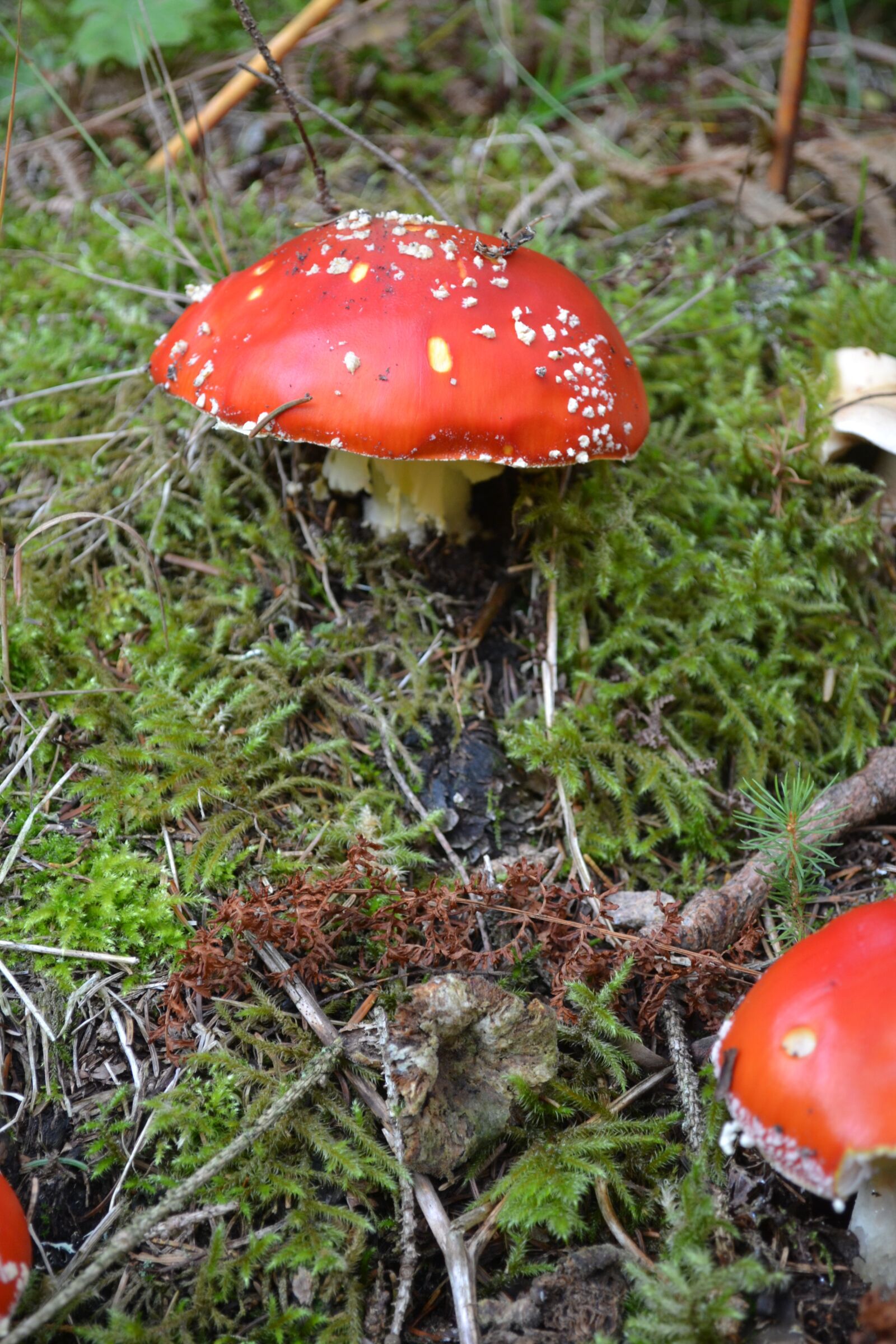 Nikon D3100 sample photo. Fly agaric, mushrooms, amanita photography