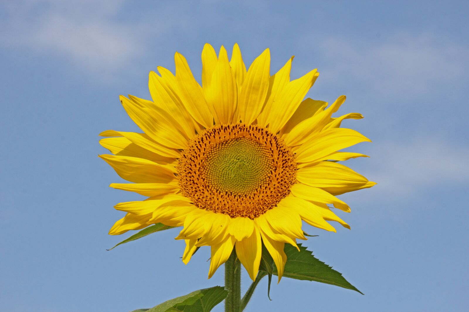 Canon EOS 60D sample photo. Sunflower, flower, nature photography