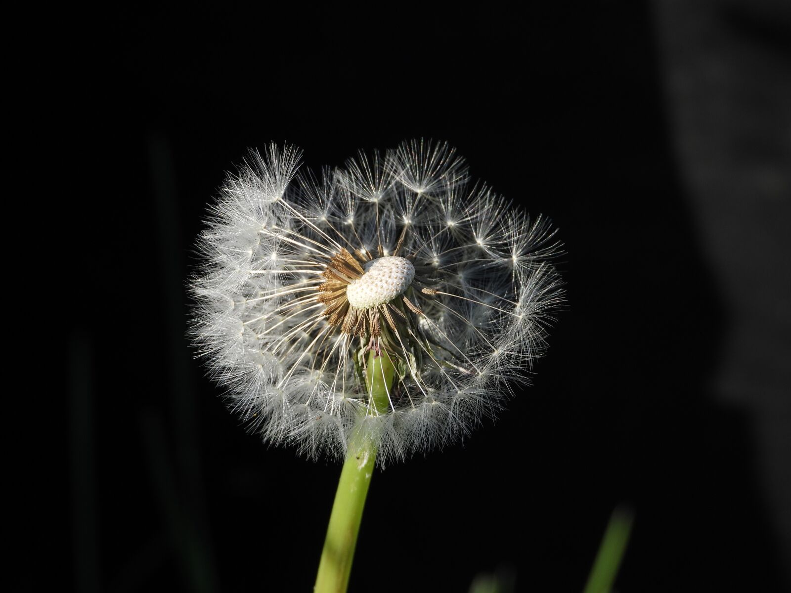 Nikon Coolpix P1000 sample photo. Dandelion, sonchus oleraceus, plant photography