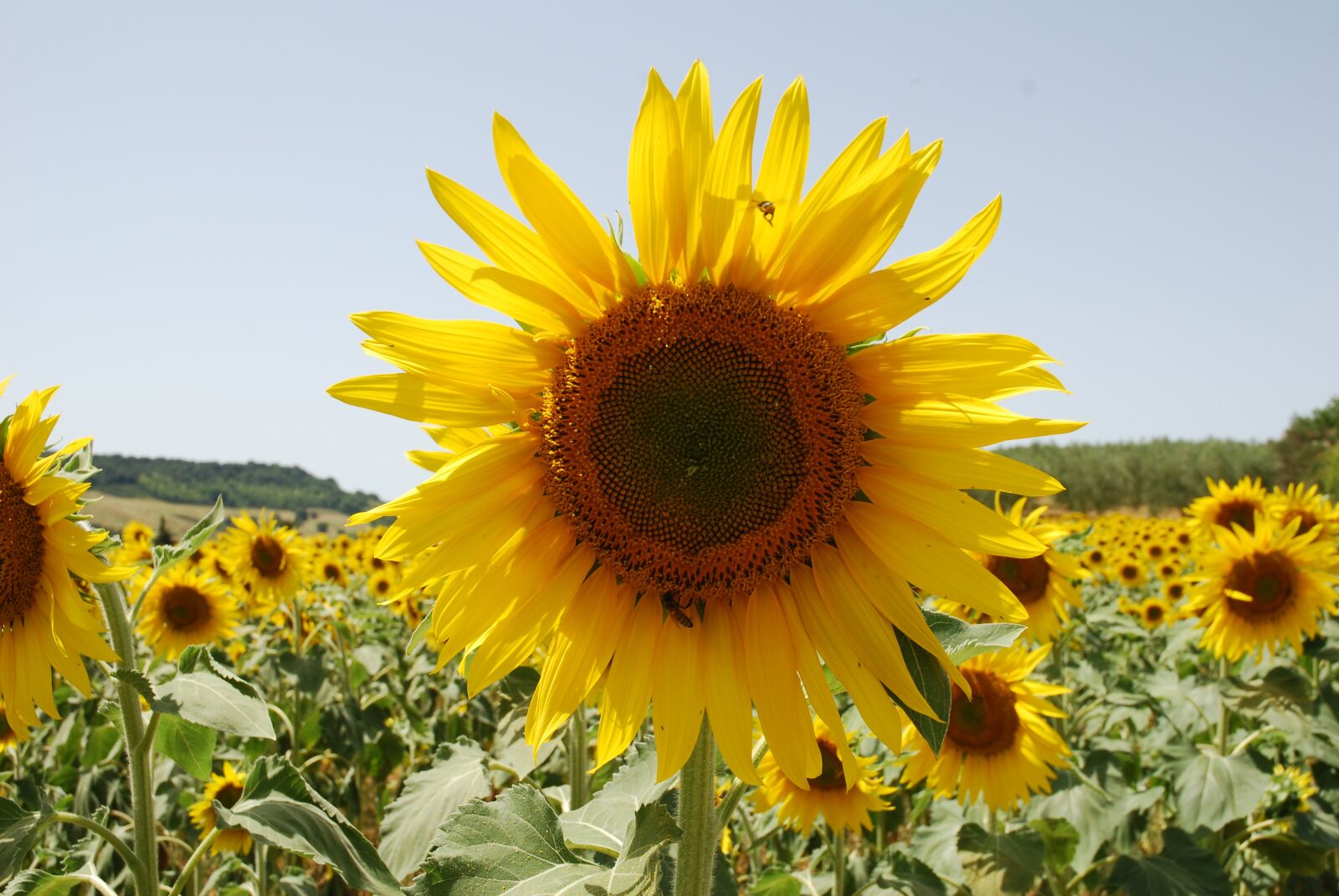 Nikon D80 sample photo. Sunflower, insect, landscape photography