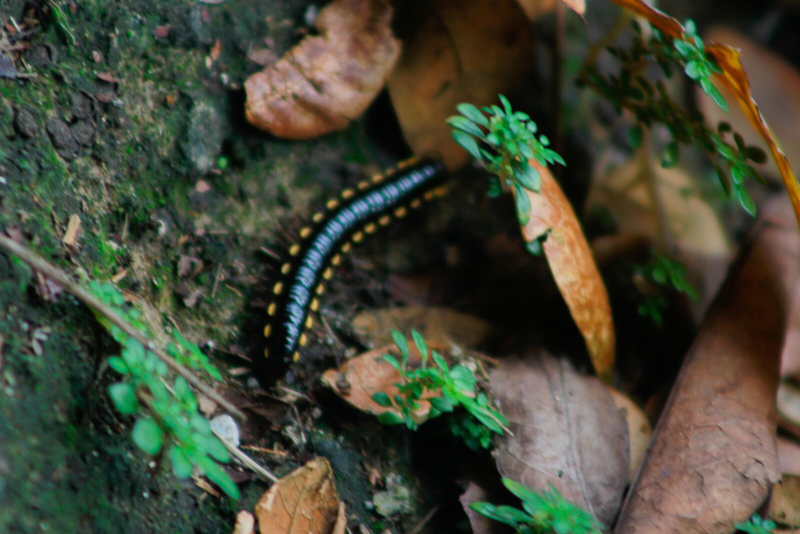 Canon EOS 60D sample photo. Millipede, ground, animal photography