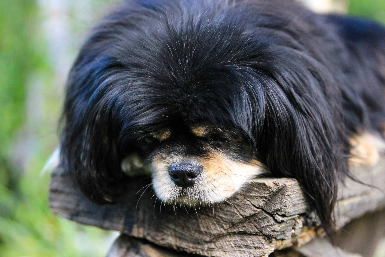 Canon EOS 1100D (EOS Rebel T3 / EOS Kiss X50) sample photo. Black dog, portrait, animal photography