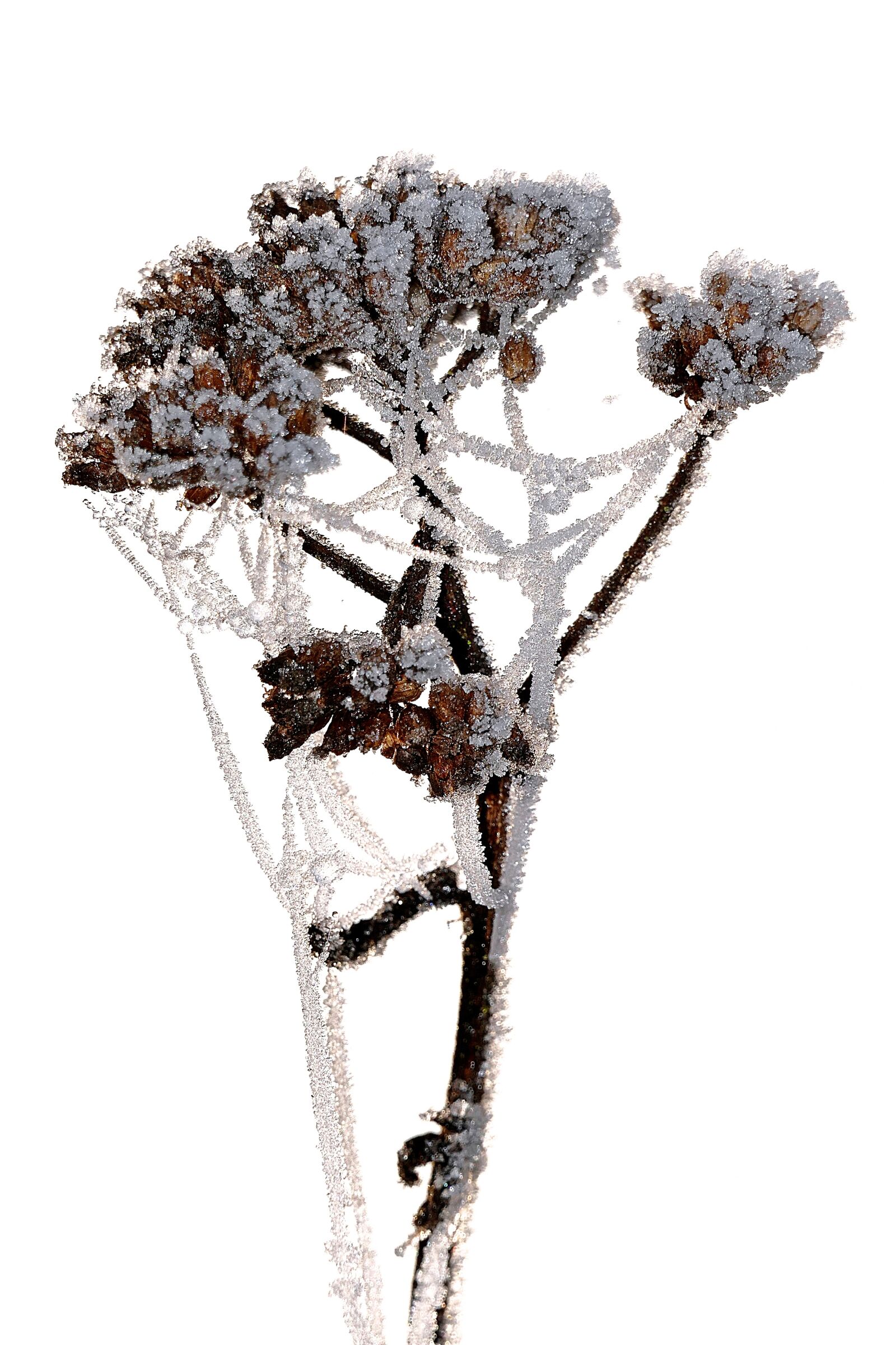 Panasonic Lumix DMC-FZ1000 sample photo. Hoarfrost, eiskristalle, close up photography