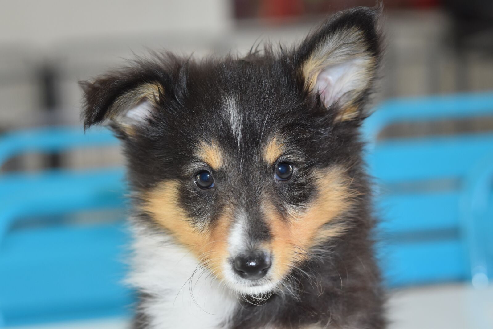 Nikon D5600 sample photo. Puppy, pup, dog portrait photography