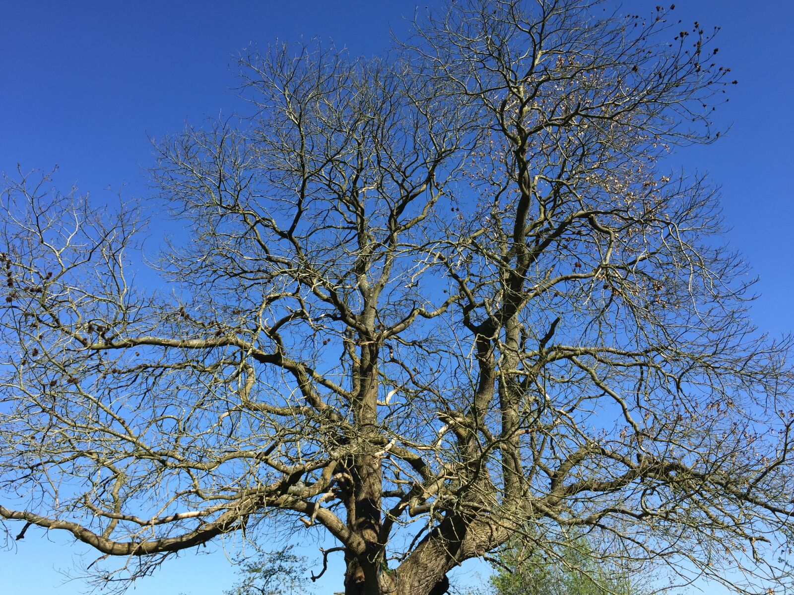 iPhone 6 back camera 4.15mm f/2.2 sample photo. Wood, sky, natural photography