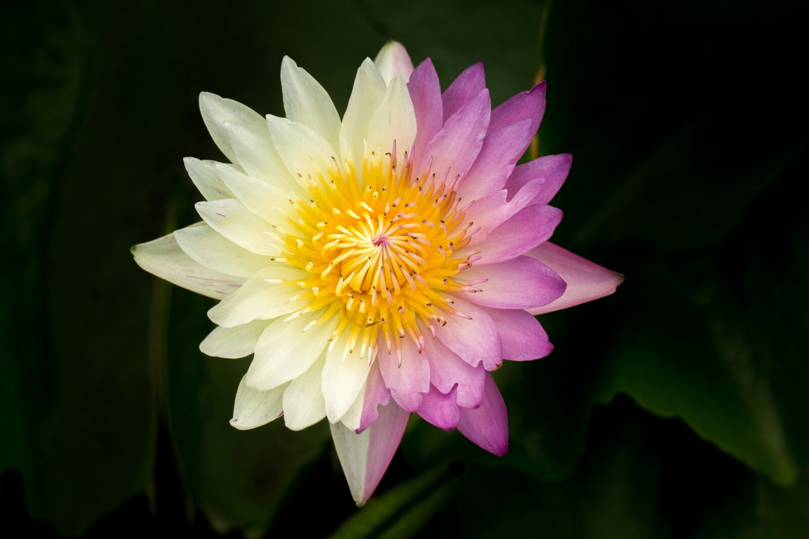 Canon EF 100mm F2.8L Macro IS USM sample photo. Water lily, nuphar lutea photography