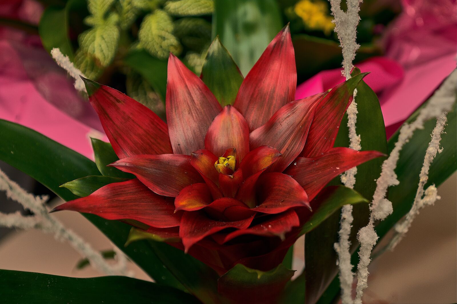 Nikon D7200 sample photo. Flower, red, petals photography