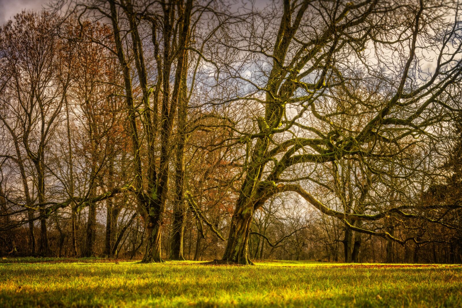 Nikon D3300 sample photo. Tree, meadow, landscape photography
